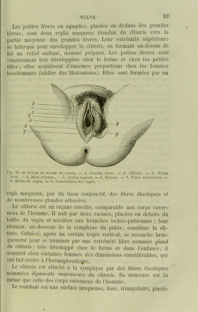 VULVE i Les petites lèvres ou nymphes, placées en dedans des grandes lèvres, sont deux replis muqueux étendus du clitoris vers la partie moyenne des grandes lèvres. Leur extrémité supérieure se bifurque pour envelopper le clitoris, en formant au-dessus de lui un relief saillant, nommé prépuce. Les petites lèvres sont relativement très développées chez le fœtus et chez les petites tilles ; elles acquièrent d’énormes proportions chez les femmes boschimanes (tablier des Hottentotes). Elles sont formées par un Fig. 1S. — Vulve et bulbe du vagin. — 1. Grande lèvre. — 2. Clitoris. — 3. Petite lèvre. — 4. Méat urinaire. — 5. Orifice vaginal. — 6. Hymen. — 7. Fosse naviculaire. — S. Bulbe du vagin. — S. Constricteur du] vagin. repli muqueux, par du tissu conjonctif, des libres élastiques et de nombreuses glandes sébacées. Le clitoris est un organe érectile, comparable aux corps caver- neux de l’homme. Il naît par deux racines, placées en dehors du bulbe du vagin et accolées aux branches ischio-pubiennes ; leur réunion, au-dessous de la symphyse du pubis, constitue le cli- toris. Celui-ci, après un certain trajet vertical, se recourbe brus- quement pour se terminer par une extrémité libre nommée gland du clitoris; très développé chez le fœtus et dans l’enfance, il acquiert chez certaines femmes des dimensions considérables, qui ont lait croire a 1 hermaphrodisjjne. Le clitoris est attaché à la symphyse par des fibres élastiques nommées ligaments suspenseurs du clitoris. Sa structure est la même que celle des corps caverneux de l’homme. Le vestibule est une surface muqueuse, lisse, triangulaire, placée