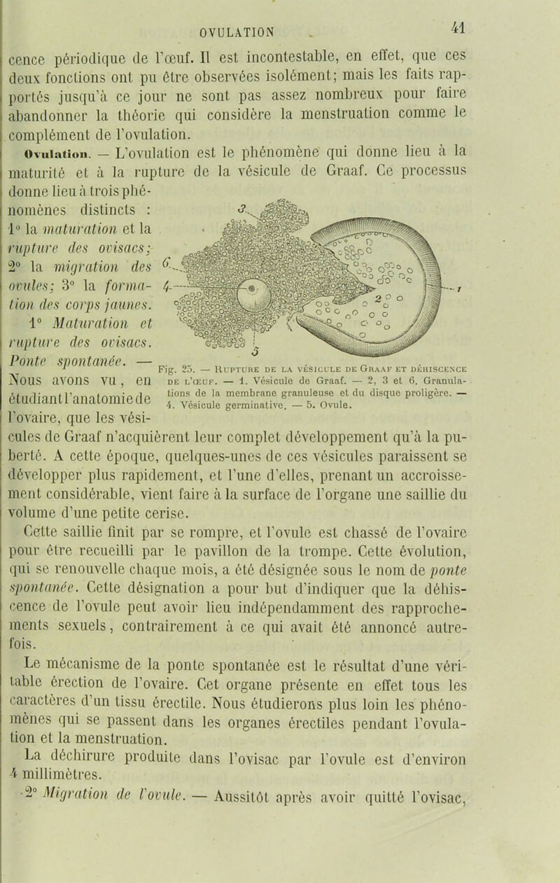 OVULATION cence périodique de l’œuf. Il est incontestable, en effet, que ces deux fonctions ont pu être observées isolément; mais les faits rap- portés jusqu’à ce jour ne sont pas assez nombreux pour faire abandonner la théorie qui considère la menstruation comme le complément de l’ovulation. Ovulation. — L’ovulation est le phénomène qui donne lieu à la maturité et à la rupture de la vésicule de Graaf. Ce processus donne lieu à trois phé- nomènes distincts : 1° la maturation et la rupture des ovisacs; 2° la migration des ovules; 3° la forma- tion des corps jaunes. 1° Maturation et rupture des ovisacs. Ponte spontanée. — Nous avons vu, en i lié Fig. — Rupture de la vésicule de Graaf et déhiscence de l’œuf. — 1. Vésicule de Graaf. — 2, 3 et 6. Granula- tions de la membrane granuleuse et du disque proligère. — 4. Vésicule germinative. — 5. Ovule. étudiant l’anatomie de l’ovaire, que les vési- cules de Graaf n’acquièrent leur complet développement qu’à la pu- berté. A cette époque, quelques-unes de ces vésicules paraissent se développer plus rapidement, et l’une d’elles, prenant un accroisse- ment considérable, vient faire à la surface de l’organe une saillie du volume d’une petite cerise. Cette saillie finit par se rompre, et l’ovule est chassé de l’ovaire pour être recueilli par le pavillon de la trompe. Celte évolution, qui se renouvelle chaque mois, a été désignée sous le nom de ponte spontanée. Cette désignation a pour but d’indiquer que la déhis- cence de l’ovule peut avoir lieu indépendamment des rapproche- ments sexuels, contrairement à ce qui avait été annoncé autre- fois. Le mécanisme de la ponte spontanée est le résultat d’une véri- table érection de l’ovaire. Cet organe présente en effet tous les caractères d un tissu érectile. Nous étudierons plus loin les phéno- mènes qui se passent dans les organes érectiles pendant l’ovula- tion et la menstruation. La déchirure produite dans l’ovisac par l’ovule est d’environ 4 millimètres. P° Migration de l'ovule. — Aussitôt après avoir quitté l’ovisac,