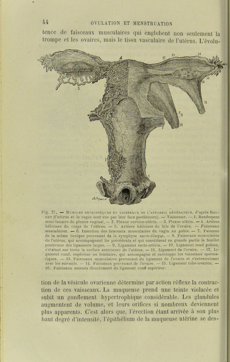 tence de faisceaux musculaires qui englobent non seulement la trompe et les ovaires, mais le tissu vasculaire de l'utérus. L’évolu- l’ig. 27. — Muscles extrinsèques et vaisseaux de l’appareil générateur, d’après Rou- get (l’utérus et le vagin sont vus par leur face postérieure). — Vaisseaux. — 1. Renflement semi-lunaire du plexus vaginal. — 2. Plexus cervico-utérin. — 3. Plexus utérin. — -1. Artères liélicines du corps de l’utérus. — 5. Artères liélicines du hile de l’ovaire. — Faisceaux musculaires. — 6. Insertion des faisceaux musculaires du vagin au pubis. — 7. Faisceau de la même tunique provenant de la symphyse sacro-iliaque. — 8. Faisceaux musculaires de l’utérus, qui accompagnent les précédents et qui constituent en grande partie le feuillet postérieur des ligaments larges. — 9. Ligament recto-utérin. — 10. Ligament rond pubien, s'étalant sur toute la surface antérieure de l’utérus. — 11. Ligament de l’ovaire. — 12. Li- gament rond, supérieur ou lombaire, qui accompagne et enveloppe les vaisseaux sperma- tiques. — 13. Faisceaux musculaires provenant du ligament de l'ovaire et s'entrecroisant avec les suivants. -— li. Faisceaux provenant de l’ovaire. — 15. Ligament tubo-ovarien. — 16. Faisceaux amenés directement du ligament rond supérieur. Lion de la vésicule ovarienne détermine par action réflexe la contrac- tion de ces vaisseaux. La muqueuse prend une teinte violacée et subit un gonflement hypertrophique considérable. Les glandules augmentent de volume, et leurs orifices si nombreux deviennent plus apparents. C’est alors que, l’érection étant arrivée à son plus haut degré d’intensité, l’épithélium de la muqueuse utérine se des-