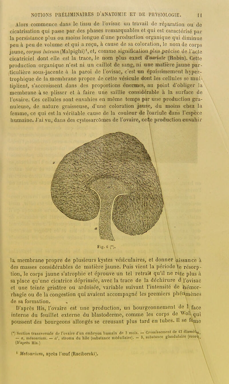 Alors commence dans le lissu de l'ovisac un ti-avail de réparation ou de cicatrisation qui passe par des phases remarquables et qui est caractérisé par la persistance plus ou moins longue d'une production organique qui diminue peu à peu de volume et qui a reçu, à cause de sa coloration, le nom de corps jaune, corpus ht/:e!iîn(Malpighi)Set, comme signification plus jjrécise de l'acie cicatriciel dont elle est la trace, le nom plus exact û.'oani(le (Robin). Cette production organique n'est ni un caillot de sang, ni une matière jaune par- ticulière sous-jacente à la paroi de l'ovisac, c'est un éipaississement hyper- trophique de la membrane propre de cette vésicule dont les cellules se mul- tiplient, s'accroissent dans des proportions énormes, au point d'obliger la membrane à se plisser et à faire une saillie cousidérable à la surface de l'ovaire. Ces cellules sont envahies en même temps par une production gra- nuleuse, de nature graisseuse, d'une coloration jauiie, du moins chez la femme, ce qui est la véritable cause de la couleur de l'oariule dans l'espèce humaine. J'ai vu, dans des cystosarcOmes de l'ovaire, cette production envahir Fig. 6 (*). la membrane propre de plusieurs kystes vcsiculaires, et donner laissance à des masses considérables de matière jaune. Puis vient la période le résorp- tion, le corps jaune s'atrophie et éprouve un tel retraiè qu'il ne rûte plus à sa place qu'une cicatrice déprimée, avec la trace de la déchirure d l'ovisac et une teinte grisâtre ou ardoisée, variable suivant l'intensité de \liémor- rhagie ou de la congestion qui avaient accompagné les premiers phértxnènes de sa formation. , \ D'après Ilis, l'ovaire est une production, un bourgeonnement de I\ face interne du feuillet externe du blastoderme, comme les corps do Wol\ qui poussent des bourgeons allongés se creusant plus tard en tubes. Il se f6nie (•) Section transversale dv Tovairc d'un cmhrvon humain dn 3 mois. - Crossisscincnt de 43 diamciy. - a, mdsonruim. - a', stroma du hilc (substance médullaire). - 6, substance glandulaire (écori), (D'après His.) Metoarium, aprfes l'œuf (Raciborski).