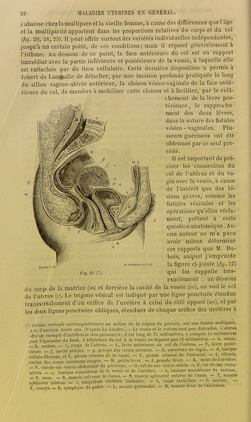 s'abaisse chez la multipare et la vieille femme, à cause des différences que l'âge et la mulliparité apportent dans les proportions relatives du corps et du col ifirj. 20, 21, 23). 11 peut offrir surtout des variétés individuelles indépendantes, jusqu'à un certain point, de ces conditions; mais il répond généralement à l'isthme. Au-dessous de ce point, la face antérieure du col est en rapport immédiat avec la.partie inférieure et postérieure de la vessie, à laquelle elle est rattachée par du tissu cellulaire. Cette dernière disposition a permis à Jobert de Lam^l^alle de détacher, par une incision profonde pratiquée le long du sillon vagino-utérin antérieur, la cloison vésico-vaginale de la face anté- rieure du col, de manière à mobiliser cette cloison et à faciliter, par le relâ- chement de la lèvre pos- térieui-e, le rapproche- ment des deux lèvres, dans la suture des fistules vésico - vaginales. Plu- sieurs guérisons ont été obtenues par ce seul pro- cédé. 11 est important de pré- ciser les connexions du col de l'utérus et du va- gin avec la vessie, à cause de l'intérêt que des lé- sions graves, comme les fistules vésicales et les opérations qu'elles récla- ment, prélent à cette question anatomique. Au- cun auteur ne m'a paru avoir mieux déterminé ces rapports que M. Du- bois, auquel j'emprunte la figure ci-jointe ifiy. 22) qui les rappelle très- exactement : au-dessous du corpi de la matrice (m) et derrière la cavité de la vessie (vv), on voit le col de l'utsrus (c). Le trigone vésical est indiqué par une ligne ponctuée étendue transvârsalement d'un orifice de l'uretère à celui du cûté opposé (ux), et par les d«ux lignes ponctuées obliques, étendues de chaque orifice des uretères à r) SiCtion verticale aiitiiro-postéi-ieiire au milieu de la région du périnée, sur une femme multipare, àjée d'environ Ireiitc ans. (D'après Le Gendre.) — La vessie et le rectum sont peu distendus. L'utérus rtfreun exemple d'antétlexion très-prononcée; il est long de 7a millimètres, y compris Ib millimètres jour l'épaisseur du fond. L'adhérence du col à la vessie ne dépasse pas 12 millimètres. — A, vessie. — B rectum. — C, corps de l'utérus. — li, lèvre antérieure du col de l'utérus. — V, lèvre posté- rieure. — f, cavité utérine. — g, groupe des veines utérines. — U, ouverture du vagin. — d, tunique cellulo-fibreuse et Z, plexus veineux de ce caual. — Y, plexus veineux de Saulorini. — I, clitoris, racine des corps caverneux coupés. - H. petite lèvre - J, grande lèvre. - K, méat de rurèthre. — N cul-de-sac vésico-abdominal du péritoine. — 0, cul-de-sac vésico-utérin. — P, cul-de-sac recto- utérin - a luuinue musculense de la vessie et de l'urèlhre. - é, tunique musc'uleuse du rectum. — F anus ' — Il muscle relcveur de l'anus. — 3, muscle spliiuctcr externe de I anus. — T, muscle sphincter interne.' - c, cinquième vertèbre lombaire. - A, canal racbidien. - G. sacrum. - X, coccyx. - E, symphyse du pubis. - L, nuiscle pyramidal. - M, muscle droit de I abdomen. JOCHCT. itL Fig. 21 n.