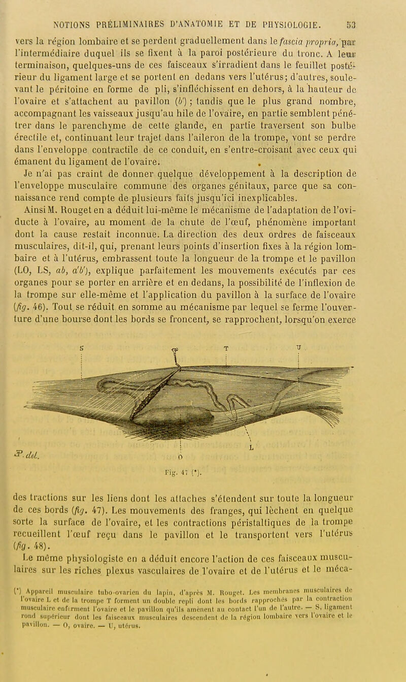 vers la région lombaire et se perdent graduellement dans lefascia propria,'■gsii' l'intermédiaire duquel ils se fixent à la paroi postérieure du tronc. A leui- terminaison, quelques-uns de ces faisceaux s'irradient dans le feuillet posté- rieur du ligament large et se portent en dedans vers l'utérus; d'autres, soule- vant le péritoine en forme de pli, s'infléciiissent en dehors, à la hauteur de l'ovaire et s'attachent au pavillon {b') ; tandis que le plus grand nombre, accompagnant les vaisseaux jusqu'au hile de l'ovaire, en partie semblent péné- trer dans le parenchyme de cette glande, en partie traversent son bulbe éreclile et, continuant leur trajet dans l'aileron de la trompe, vont se perdre dans l'enveloppe contractile de ce conduit, en s'entre-croisant avec ceux qui émanent du ligament de l'ovaire. Je n'ai pas craint de donner quelque développement à la description de l'enveloppe musculaire commune des organes génitaux, parce que sa con- naissance rend compte de plusieurs faits jusqu'ici inexplicables. Ainsi M. Rouget en a déduit lui-même le mécanisme de l'adaptation de l'ovi- ducte à l'ovaire, au moment de la chute de l'œuf, phénomène important dont la cause restait inconnue. La direction des deux ordres de faisceaux musculaires, dit-il, qui, prenant leurs points d'insertion fixes à la région lom- baire et à l'utérus, embrassent toute la longueur de la trompe et le pavillon (LO, LS, ab, a'b'), explique parfaitement les mouvements exécutés par ces organes pour se porter en arrière et en dedans, la possibilité de l'inflexion de la trompe sur elle-même et l'application du pavillon à la surface de l'ovaire {/îg. 46). Tout se réduit en somme au mécanisme par lequel se ferme l'ouver- ture d'une bourse dont les bords se froncent, se rapprochent, lorsqu'on exerce cà/.. à Fis- 47 !'). des tractions sur les liens dont les attaches s'étendent sur toute la longueur de ces bords {fig. 47). Les mouvements des franges, qui lèchent en quelque sorte la surface de l'ovaire, et les contractions pcristaltiques de la trompe recueillent l'œuf reçu dans le pavillon et le transportent vers l'utérus ifig. 48). Le même physiologiste en a déduit encore l'action de ces faisceaux muscu- laires sur les riches plexus vasculaires de l'ovaire et de l'utérus et le méca- (•) Appareil musculaire tubo-ovaricn du lapin, d'apios M. Houj,'ot. Les nicnihranos nnisculaires cle l'ovaire U et de la trompe T fornieut un doul)lc repli dont les bords rapproclitis par la oonirnction musculaire cnfi rnient l'ovaire et le pavillon qu'ils aincncnl au contact l'un de l'autre. — S, ligament rond supérieur dont les faisceaux musculaires descendent de la région lombaire vers l'ovaire et le pavillon. — 0, ovaire. — U, utérus.