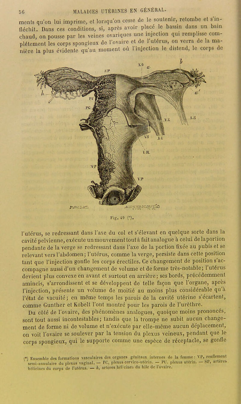 ments qu'on lui imprime, et lorsqu'on cesse de le soutenir, retombe et s'in- flécliit. Dans ces conditions, si, après avoir placé le bassin dans un bain chaud, on pousse par les veines ovariques une injection qui remplisse com- plètement les corps spongieux de l'ovaire et de l'utérus, on verra de la ma- nière la plus évidente qu'au moment où l'injection le distend, le corps de Fig. 49 (•). l'utérus, se redressant dans l'axe du col et s'élevant en quelque sorte dans la cavité pelvienne, exécute un mouvement tout à fait analogue à celui delaportion pendante de la verge se redressant dans l'axe de la portion fixée au pubis et se relevant vers l'abdomen; l'utérus, comme la verge, persiste dans cette position tant que l'injection gonfle les corps érectiles. Ce changement de position s'ac- compagne aussi d'un changement de volume et de forme très-notable; l'utérus devient plus convexe en avant et surtout en arrière: ses bords, précédemment amincis, s'arrondissent et se développent de telle façon que l'organe, après l'injection, présente un volume de moitié au moins plus considérable qu'à rétat de vacuité; en même temps les parois de la cavité utérine s'écartent,, comme Gunther et Kobelt l'ont montré pour les parois de l'urèthre. Du côté de l'ovaire, des phénomènes analogues, quoique moins prononcés, sont tout aussi incontestables; tandis que la trompe ne subit aucun change- ment de forme ni de volume et n'exécute par elle-même aucun déplacement, on voit l'ovaire se soulever par la tension du plexus veineux, pendant que 1& corps spongieux, qui le supporte comme une espèce de réceptacle, se gonfle (♦) Ensemble des formations \asculaires des organes gcinilaiijt internes de la femme : YP, renflcmenl semi-annulaire du plexus vaginal. — PC, plexus eervico-utérin. — PU. plexus utérin. — SP, artères Inilicincs du corps de l'ulérus. — h, artères hi^Pcines du hilc de l'ovaire.