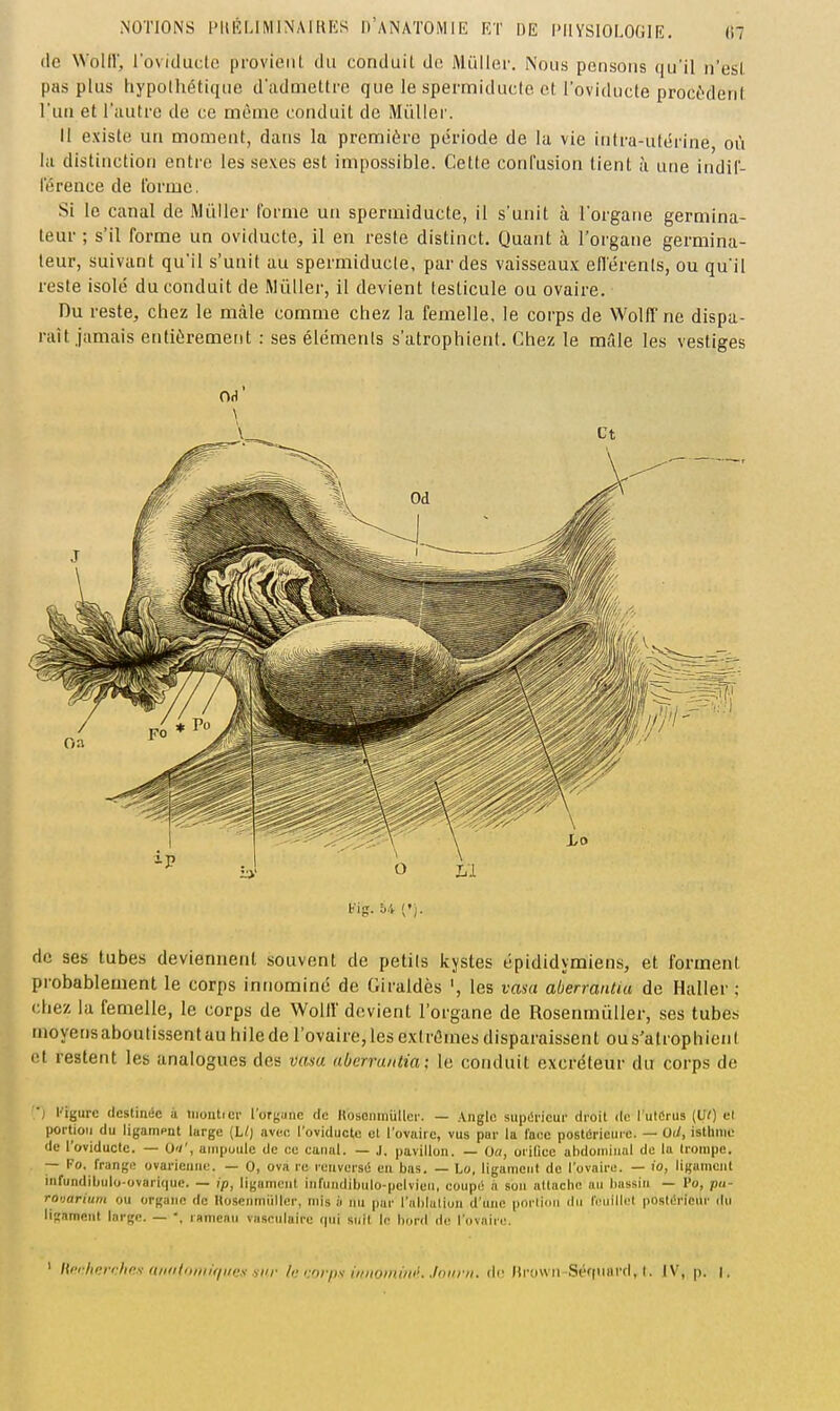 (le WoUr, l'oviductc provient du conduit de Millier. Nous pensons qu'il n'esl. pas plus hypothétique d'admettre que le spermiducle et l'oviducte procèdent l'un et l'autre de ce même conduit de Millier. il existe un moment, dans la première période de la vie intra-utérine, où lu distinction entre les sexes est impossible. Cette conl'usion tient à une indiC- l'érence de l'orme. Si le canal de Miiller forme un spermiducte, il s'unit à l'organe germina- teur ; s'il forme un oviducte, il en reste distinct. Quant à l'organe germina- leur, suivant qu'il s'unit au spermiducle, par des vaisseaux efl'érenls, ou qu'il reste isolé du conduit de Mûller, il devient testicule ou ovaire. Du reste, chez le màle comme chez la femelle, le corps de Wolffne dispa- raît.jamais entièrement : ses élémenls s'atrophient. Chez le mâle les vestiges OH' Kig. h't (•). de ses tubes deviennent souvent de petils kystes épididymiens, et forment probablement le corps innominé de Giraldès les vasa abenantia de Haller ; chez la femelle, le corps de WoUl devient l'organe de Rosenmiiller, ses tube.s moyens aboutissent au hile de l'ovaire, les exlrâmes disparaissent ou s'atrophient et restent les analogues des vasa aberraiitia; le conduit excréteur du corps de l'tgure destinée à montecr l'orgunc de Kosonniullci'. — Angle supérieur droit de l'utérus (Vt) et portioii du ligampat large (Li) avec l'oviductc cl l'ovaire, vus par la face postérieuio. — Od, istUmc de l'oviductc. — O'/', ampoule de ce caïuil. — J. pavillon. — Ou, orifice ahdoiiiiuul de la trompe. — l'o. frango ovarieune. — 0, ova re renversé en bas. — Lo, ligament de l'ovaire. — io, ligament liifundibulo-ovariquc. — ip, ligameul iiifundibiUo-pclvien, coupe n son attnctic au bassin — Po, pu- ro'iarium ou organe de Ilosenmiiller, mis à nu pur l'ablalion d'une porlinn du l'cnillcl posléricui' du ligament large. — -, rameau vasculaire (pii suit le bord de l'ovaire.