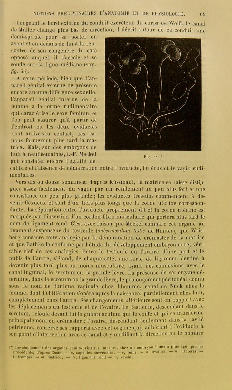 Longeant le bord externe du conduit excréteur du corps de Wolfl, le canal de Miiller change plus bas de direction, il décrit aulour de ce conduit une demi-spirale pour se porter en avant et en dedans de lui à la ren- contre de son congénf're du côté opposé auquel il s'accole et se soude sur la ligne médiane (voy. fig. 55). A cette période, bien que l'ap- pareil génital externe ne présente encore aucune différence sexuelle, l'appareil génital interne de la femme a la forme rudimentaire qui caractérise le sexe féminin, et l'on peut assurer qu'à partir de l'endroit où les deux oviductes sont arrivé sau contact, ces ca- naux formeront plus tard la ma- trice. Mais, sur des embryons de huit à neuf semaines, J.-F. Meckel put constater encore l'égalité de calibre et l'absence de démarcation entre l'oviducte, l'ulérus et le vagin rudi- mentaires. Vers dix ou douze semaines, d'après Kûssmaul, la matrice se laisse distiji- guer assez facilement du vagin par un renflement un peu plus fort et une consistance un peu plus grande ; les oviductes très-fins commencent à de- venir flexueux et sont d'un tiers plus longs que la corne utérine correspon- dante. La séparation entre l'oviducte proprement dit et la corne utérine est marquée par l'insertion d'un cordon fibro-musculaire qui portera plus tard le nom de ligament rond. C'est avec raison que Meckel compare cet organe au ligament suspenseur du testicule {(/ubemaculum testis de Hunier), que Wris- berg consacre cette analogie par la dénomination de crémaster de la matrice et que Rathke la confirme par l'étude du développement embryonnaire, véri- table clef de ces analogies. Entre le testicule ou l'ovaire d'une part et le pubis de l'autre, s'étend, de chaque côté, une sorte de ligament, destiné à devenir plus tard plus ou moins musculaire, ayant des connexions avec le canal inguinal, le scrotum ou la grande lèvre. La présence de cet organe dé- termine, dans le scrotum ou la grande lèvre, le prolongement péritonéal connu sous le nom de tunique vaginale chez l'homme, canal de Nuck chez la femme, dont l'oblitération s'opère après la naissance, partiellement chez l'un, complètement chez l'autre. Ses changements ultérieurs sont en rapport avec les déplacements du testicule et de l'ovaire. Le testicule, descendant dans le scrotum, refoule devant lui le guhernaculum qui le coifl'e et qui se transforme principalement en crémaster; l'ovaire, descendant seulement dans la cavité pelvienne, conserve ses rapports avec cet organe qui, adhérant ;\ l'oviducte a son point d'intersection avec ce canal et y modifiant la direction ou le nombre ') Développement tics organes gdiiilo-urlnaiivs intci iius, clicz un embi yon humain plus i'^ii ((uc les précédents, d'après (^ostc. — <:, capsule» surrénales. — j-, relus. — o, oviiires. it, ur(?lcrCR. — (, trompes. — m, matrice. — //•, liganicnl rond — w, vessie.