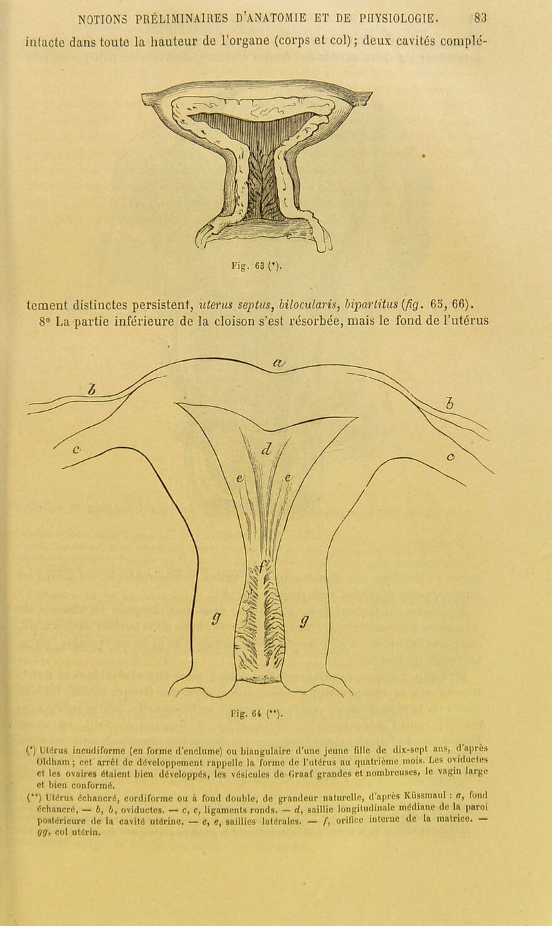 intacte dans toute la hauteur de l'organe (corps et col) ; deux cavités complé- Fig. 63 ('). tement distinctes persistent, utérus septus, Mlocularis, biparlitus {fig. 63, 66). 8 La partie inférieure de la cloison s'est résorbée, mais le fond de l'utérus Fig. 64 (). (') Utérus incudiformc (en forme d'enclume) ou biangulairc d'une jeune fille de dix-sept uns, d'nprus Oldham ; cet arrêt de développement rappelle la forme de l'utérus au quatrième mois. Les oyiductcs et les ovaires étaient bien développés, les vésicules de Oraaf grandes et nombreuses, le vagin large et bien conformé. (••) Utérus échancré, cordiforme ou à fond double, de grandeur naturelle, d'après Kiissnmul : a, fond échaneré, — 6, b, oviductes. — c, c, ligaments ronds. — d, saillie longitudinale médiane de la paroi postérieure de la cavité utérine. — e, e, saillies latérales. — f, orifice interne de la matrice. — gg, col utérin.