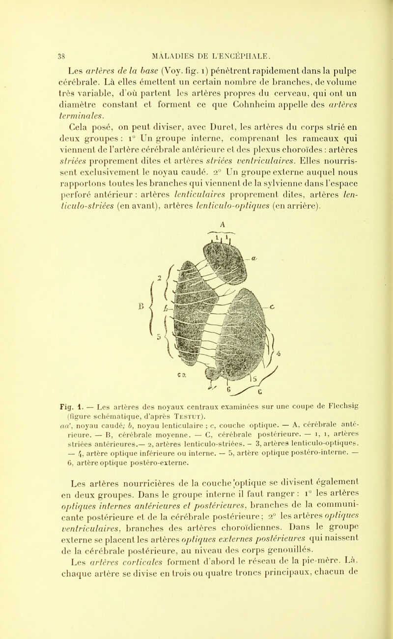 Les artères de la base (Voy. fig. i) pénètrent rapidement dans la pulpe cérébrale. Là elles émettent un certain nombre de branches, de volume très variable, d'où partent les artères propres du cerveau, qui ont un diamètre constant et forment ce que Cohnheim appelle des artères terminales. Cela posé, on peut diviser, avec Duret, les artères du corps strié en deux groupes : i° Un groupe interne, comprenant les rameaux qui viennent de l'artère cérébrale antérieure et des plexus choroïdes : artères striées proprement dites et artères striées ventriculaires. Elles nourris- sent exclusivement le noyau caudé. 2. Un groupe externe auquel nous rapportons toutes les branches qui viennent de la sylviennc dans l'espace perforé antérieur : artères lenticulaires proprement dites, artères len- ticulo-striées (en avant), artères lenticulo-optiqaes (en arrière). Fig. 1. — Les artères des noyaux centraux examinées sur une coupe de Flcchsig (ligure schématique, d'après Testut). aa', noyau caudé; b, noyau lenticulaire ; c, couche optique. — A, cérébrale anté- rieure. — B, cérébrale moyenne. — C, cérébrale postérieure. — 1,1, artères striées antérieures.— 2, artères lenticulo-striées. - 3, artères lenticulo-optiques. — 4, artère optique inférieure ou interne. — 5, artère optique postéro-intcrne. — 6, artère optique postéro-externe. Les artères nourricières de la couche [optique se divisent également en deux groupes. Dans le groupe interne il faut ranger : 1'' les artères optiques internes antérieures et postérieures, branches de la communi- cante postérieure et de la cérébrale postérieure ; 2° les artères optiques ventriculaires, branches des artères choroïdiennes. Dans le groupe externe se placent les artères optiques externes postérieures qui naissent de la cérébrale postérieure, au niveau des corps gcnouillés. Les artères corticales forment d'abord le réseau de la pie-mère. Là. chaque artère se divise en trois ou quatre troncs principaux, chacun de