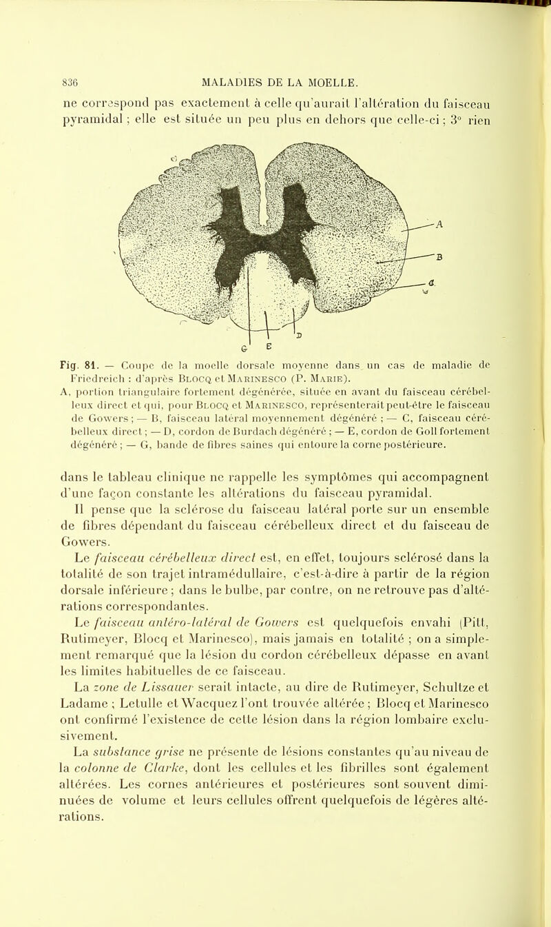 ne corraspond pas exactement à celle qu'aurait l'altération du faisceau pyramidal ; elle est située un peu plus en dehors que celle-ci; 3° rien & E Fig. 81. — r.diiiie de la moelle dorsale moyenne dans un cas de maladie de Fricdreicli : d'après Blocq el Marinesco (P. Marie). A, portion triangulaire fortement dégénérée, située en avant du faisceau cérébel- leux direct cl qui, pour Blocq et Marinesco, représenterait peut-être le faisceau de Gowers ;— B, faisceau latéral moyennement dégénéré ;— G, faisceau céré- belleu.x direct ; — D, cordon de Burdach dégénéré ; — E, cordon de Goll fortement dégénéré ; — G, bande de fibres saines qui entoure la corne postérieure. dans le tableau clinique ne rappelle les symptômes qui accompagnent d'une façon constante les altérations du faisceau pyramidal. Il pense que la sclérose du faisceau latéral porte sur un ensemble de fibres dépendant du faisceau cérébelleux direct et du faisceau de Gowers. Le faisceau cérébelleux direct est, en effet, toujours sclérosé dans la totalité de son trajet intramédullaire, c'est-à-dire à partir de la région dorsale inférieure ; dans le bulbe, par contre, on ne retrouve pas d'alté- rations correspondantes. Le faisceau anléro-latéral de Gowers est quelquefois envahi (Pitt, Rutimeyer, Blocq et Marinesco), mais jamais en totalité ; on a simple- ment remarqué que la lésion du cordon cérébelleux dépasse en avant les limites habituelles de ce faisceau. La zone de Lissauer serait intacte, au dire de Rutimeyer, Schultze et Ladame ; Letulle et Wacquez l'ont trouvée altérée ; Blocq et Marinesco ont confirmé l'existence de cette lésion dans la région lombaire exclu- sivement. La substance grise ne présente de lésions constantes qu'au niveau de la colonne de Clarke, dont les cellules et les fibrilles sont également altérées. Les cornes antérieures et postérieures sont souvent dimi- nuées de volume et leurs cellules offrent quelquefois de légères alté- rations.