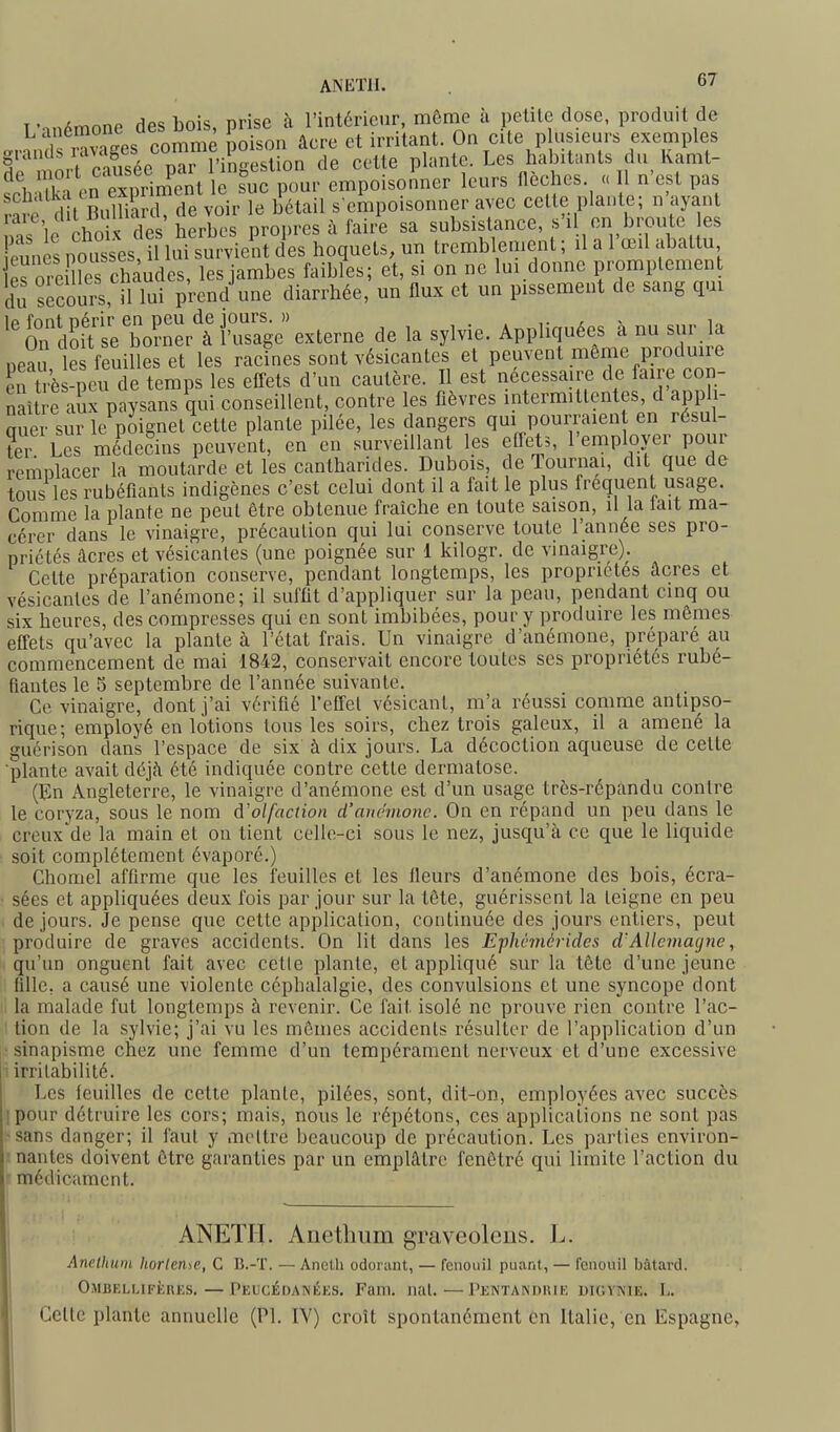 ANKTII. î- mémone des bois, prise à l'intérieur, même a pelilc dose, produit de .nnnd r^ages comme poison âcre et irritant. On cite p usieurs exemples §n n.n,rrausée par l'inseslion de cette plante. Les habitants du Kamt- Innrs flRchos. (( 11 n (îst nas ipnnps niasses il lui survient des hoquets, un tremblement ; il a 1 œil abattu erï^^lille S^^^^ les jambes faibles; et, si on ne lui donne promplement du sècouA, il lui prend une diarrhée, un flux et un pissemeut de sang qui ^^rdSutZ?nert fS^^^ de la sylvie. Appliquées à nu sur.la nea le feuilles et les racines sont vésicantes et peuvent même produire en trè -peu de temps les effets d'un cautère. Il est nécessaire de faire con- naître aSx paysans qui conseillent, contre les fièvres intermittentes, d appli- aue • sur le pmgnel cette plante pilée, les dangers qui pourraien en résul- te Les médecins peuvent, en en surveillant les effet?, l'employer pour remolacer la moutarde et les cantharides. Dubois, de Tournai, dit que de tous les rubéfiants indigènes c'est celui dont il a fait le plus fréquent usage. Comme la plante ne peut être obtenue fraîche en toute saison, il la lait ma- cérer dans le vinaigre, précaulion qui lui conserve toute l'année ses pro- priétés âcres et vésicanles (une poignée sur 1 kilogr. de vinaigre). Cette préparation conserve, pendant longtemps, les propriétés âcres et vésicantes de l'anémone; il suffit d'appliquer sur la peau, pendant cinq ou six heures, des compresses qui en sont imbibées, pour y produire les mômes effets qu'avec la plante à l'état frais. Un vinaigre d'anémone, préparé au commencement de mai 1842, conservait encore toutes ses propriétés rubé- fiantes le 5 septembre de l'année suivante. Ce vinaigre, dont j'ai vérifié l'effet vésicant, m'a réussi comme antipso- rique; employé en lotions tous les soirs, chez trois galeux, il a amené la guérison dans l'espace de six à dix jours. La décoction aqueuse de celte plante avait dé]h été indiquée contre cette dermatose. (En Angleterre, le vinaigre d'anémone est d'un usage très-répandu contre le coryza, sous le nom d'olfaction d'anémone. On en répand un peu dans le creux'de la main et on tient celle-ci sous le nez, jusqu'à ce que le liquide soit complètement évaporé.) Chomel affirme que les feuilles et les fleurs d'anémone des bois, écra- • sées et appliquées deux fois par jour sur la tête, guérissent la teigne en peu de jours. Je pense que cette application, continuée des jours entiers, peut produire de graves accidents. On lit dans les E-phémérides d'Allemagne^ qu'un onguent fait avec celle plante, el appliqué sur la tête d'une jeune fille, a causé une violente céphalalgie, des convulsions et une syncope dont 1 la malade fut longtemps à revenir. Ce fait isolé ne prouve rien contre l'ac- tion de la Sylvie; j'ai vu les mômes accidents résulter de l'application d'un • sinapisme chez une femme d'un tempérament nerveux et d'une excessive i irritabilité. Les leuilles de cette plante, pilées, sont, dit-on, employées avec succès ipour détruire les cors; mais, nous le répétons, ces applications ne sont pas ■sans danger; il faut y mettre beaucoup de précaution. Les parties environ- nantes doivent ôtre garanties par un emplâtre fenôtré qui limite l'action du médicament. ANEÏII. Aiiethum graveolcns. L. Ancthuni Iiorleriie, C B.-T. — Aneth odorant, — fenouil puant, — fenouil bâtard. Ombelmfkres. — Peucédainées. Fam. nal.—Pentandrie digvnie. L. Celte plante annuelle (Pl. IV) croît spontanément en Italie, en Espagne,