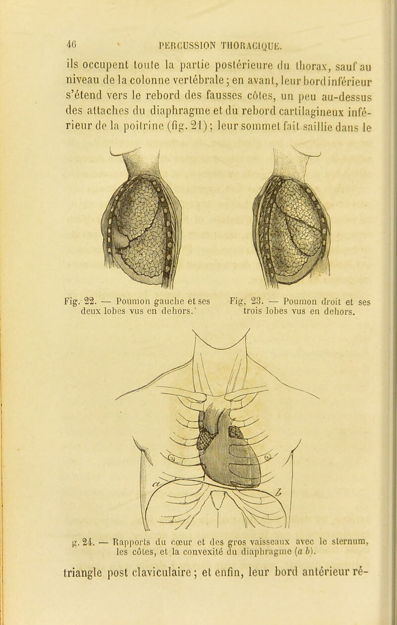 ils occupent loule la partie postérieure du lliorax, sauf au niveau de la colonne vertébrale ; en avant, leur bord inférieur s'étend vers le rebord des fausses côles, un peu au-dessus des attaches du diaphragme et du rebord cartilagineux infé- rieur de la poitrine (fig. 21) ; leur sommet fait saillie dans le Fig. 22. — Poumon gauche et ses Fig, 23. — Poumon droit et ses deux lobes vus en dehors.' trois lobes vus en dehors. g. 24. — Rapports du cœur et des gros vaisseaux avec le sternum, les côtes, et la convexité du diaphragme (a b). triangle post claviculaire ; et enfin, leur bord antérieur ré-