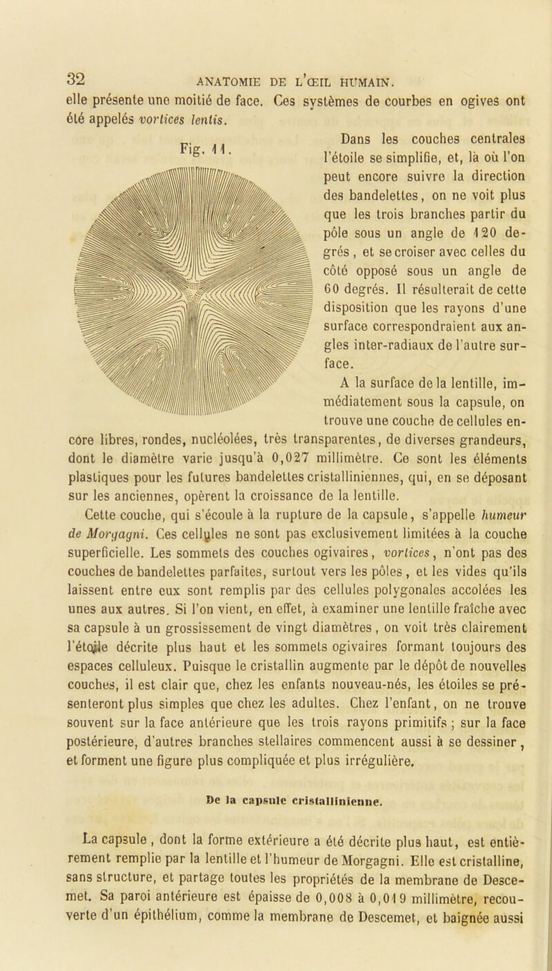 elle présente une moitié de face. Ces systèmes de courbes en ogives ont été appelés vorlices lentis. Dans les couches centrales l’étoile se simplifie, et, là où l’on peut encore suivre la direction des bandelettes, on ne voit plus que les trois branches partir du pôle sous un angle de 120 de- grés , et se croiser avec celles du côté opposé sous un angle de 60 degrés. Il résulterait de cette disposition que les rayons d’une surface correspondraient aux an- gles inter-radiaux de l’autre sur- face. A la surface delà lentille, im- médiatement sous la capsule, on trouve une couche de cellules en- core libres, rondes, nucléolées, très transparentes, de diverses grandeurs, dont le diamètre varie jusqu’à 0,027 millimètre. Ce sont les éléments plastiques pour les futures bandelettes cristalliniennes, qui, en se déposant sur les anciennes, opèrent la croissance de la lentille. Cette couche, qui s’écoule à la rupture de la capsule, s’appelle humeur de Morçjagni. Ces cellules ne sont pas exclusivement limitées à la couche superficielle. Les sommets des couches ogivaires, vorlices, n’ont pas des couches de bandelettes parfaites, surtout vers les pôles, et les vides qu’ils laissent entre eux sont remplis par des cellules polygonales accolées les unes aux autres. Si l’on vient, en effet, à examiner une lentille fraîche avec sa capsule à un grossissement de vingt diamètres, on voit très clairement l’étqjie décrite plus haut et les sommets ogivaires formant toujours des espaces celluleux. Puisque le cristallin augmente par le dépôt de nouvelles couches, il est clair que, chez les enfants nouveau-nés, les étoiles se pré- senteront plus simples que chez les adultes. Chez l’enfant, on ne trouve souvent sur la face antérieure que les trois rayons primitifs ; sur la face postérieure, d’autres branches stellaires commencent aussi à se dessiner, et forment une figure plus compliquée et plus irrégulière. De la capsule crislallinicniie. La capsule , dont la forme extérieure a été décrite plus haut, est entiè- rement remplie par la lentille et l’humeur de Morgagni. Elle est cristalline, sans structure, et partage toutes les propriétés de la membrane de Desce- met. Sa paroi antérieure est épaisse de 0,008 à 0,019 millimètre, recou- verte d’un épithélium, comme la membrane de Descemet, et baignée aussi Fig. 11.