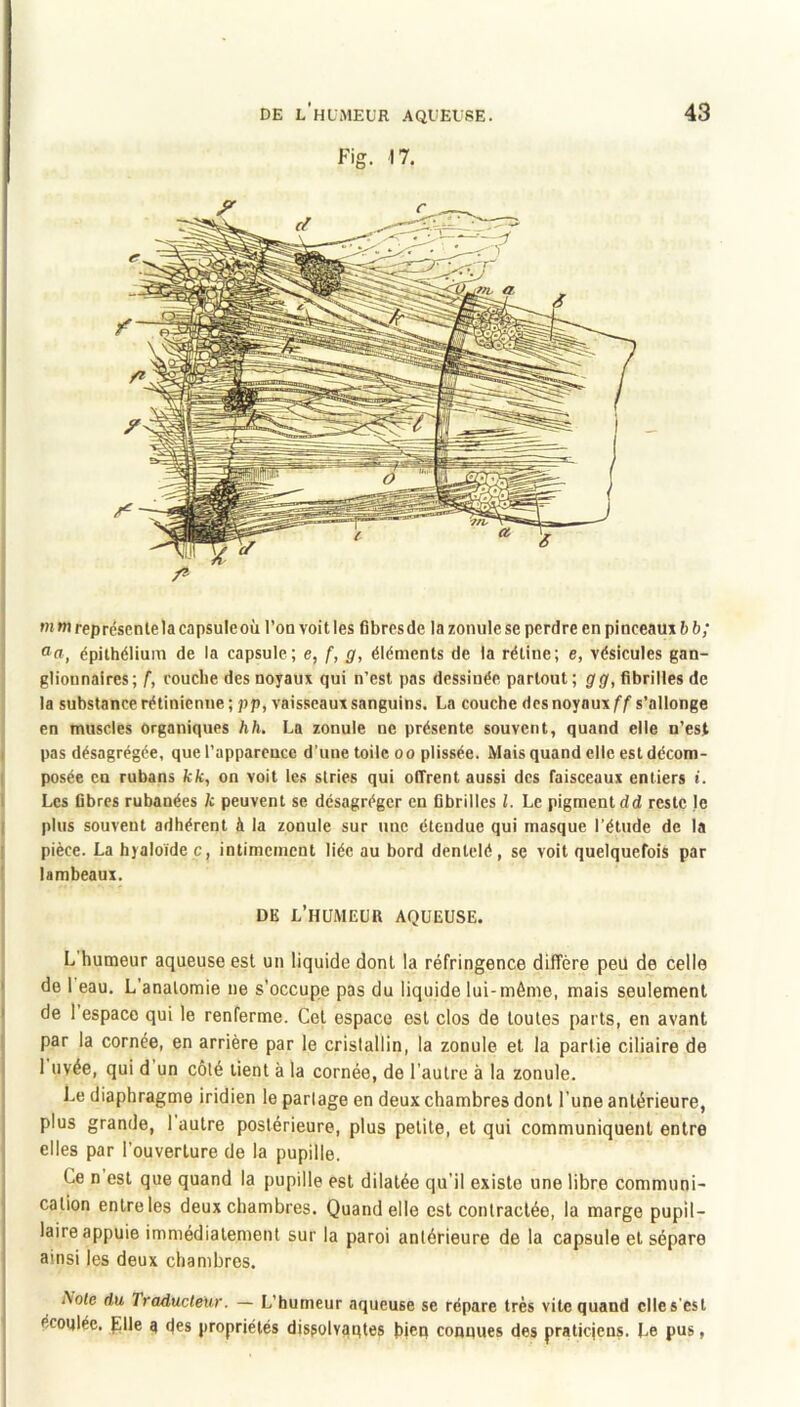 Fig. 17. /* i «imreprésenlelacapsuleoù l’on voit les flbresde lazonulese perdre en pinceaux 6 b; ! épithélium de la capsule; e, f, g, éléments de la rétine; e, vésicules gan- glionnaires;/, concile des noyaux qui n’est pas dessinée partout ; g»g', fibrilles de la substance rétinienne ; pp, vaisseaux sanguins. La couche des noyaux ff s’allonge en muscles organiques hh. La zonule ne présente souvent, quand elle n’est I pas désagrégée, que l’apparence d’une toile oo plissée. Mais quand elle est décom- posée en rubans kk, on voit le.s stries qui otTrent aussi des faisceaux entiers i. Les fibres rubanées k peuvent se désagréger en fibrilles l. Le pigment dd reste le plus souvent adhérent à la zonule sur une étendue qui masque l’étude de la pièce. La hyaloide c, intimement liée au bord dentelé, se voit quelquefois par lambeaux. DK l’humeur aqueuse. L'humeur aqueuse est un liquide dont la réfringence diffère peu de celle • de 1 eau. L’anatomie ne s’occupe pas du liquide lui-môme, mais seulement ( de 1 espace qui le renferme. Cet espace est clos de toutes parts, en avant ! par la cornée, en arrière par le cristallin, la zonule et la partie ciliaire de j 1 uvée, qui d un côté tient à la cornée, de l’autre à la zonule. I Le diaphragme iridien le partage en deux chambres dont l’une antérieure, plus grande, 1 autre postérieure, plus petite, et qui communiquent entre elles par l’ouverture de la pupille. Ce n est que quand la pupille est dilatée qu’il existe une libre communi- cation entre les deux chambres. Quand elle est contractée, la marge pupil- laire appuie immédiatement sur la paroi antérieure de la capsule et sépare ainsi les deux chambres. Note du Traducteur. — L’humeur aqueuse se répare très vite quand elle s’est écoqlée. plie a des propriétés disgolvaqtes bjeu connues des praticiens. Le pus,