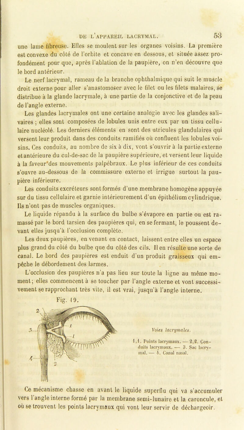 une lame fibreuse. Elles se moulent sur les organes voisins. La première est convexe du côté de l’orbite et concave en dessous, et située assez pro- fondément pour que, après l’ablation de la paupière, on n’en découvre que le bord antérieur. Le nerf lacrymal, rameau de la branche ophthalmique qui suit le muscle droit externe pour aller s’anastomoser avec le filet ou les filets malaires, se distribue à la glande lacrymale, à une partie de la conjonctive et de la peau de l’angle externe. Les glandes lacrymales ont une certaine analogie avec les glandes sali- vaires ; elles sont composées de lobules unis entre eux par un tissu cellu- laire nucléolé. Les derniers éléments en sont des utricules glandulaires qui versent leur produit dans des conduits ramifiés où confluent les lobules voi- sins. Ces conduits, au nombre de six à dix, vont s’ouvrir à la partie externe et antérieure du cul-de-sac de la paupière supérieure, et versent leur liquide à la faveur'des mouvements palpébraux. Le plus inférieur de ces conduits s’ouvre au-dessous de la commissure externe et irrigue surtout la pau- pière inférieure. Les conduits excréteurs sont formés d’une membrane homogène appuyée sur du tissu cellulaire et garnie intérieurement d’un épithélium cylindrique. Ils n’ont pas de muscles organiques. Le liquide répandu à la surface du bulbe s’évapore en partie ou est ra- massé par le bord tarsien des paupières qui, en se fermant, le poussent de- vant elles jusqu’à l’occlusion complète. Les deux paupières, en venant en contact, laissent entre elles un espace plus grand du côté du bulbe que du côté des cils. Il en résulte une sorte de canal. Le bord des paupières est enduit d’un produit graisseux qui em- pêche le débordement des larmes. L’occlusion des paupières n’a pas lieu sur toute la ligne au même mo- ment; elles commencent à se loucher par l’angle externe et vont successi- vement se rapprochant très vile, il est vrai, jusqu’à l’angle interne. Fig. 19. Voies lacrymales. 1, i. Points lacrymaux. — 2,l2. Con- duits lacrymaux. — y. Sac laci’y- inal.— i'. Canal nasal. Ce mécanisme chasse en avant le liquide superflu qui va s’accumuler vers 1 angle interne formé par la membrane semi-lunaire et la caroncule, et où se trouvent les points lacrymaux qui vont leur servir de déchargeoir.