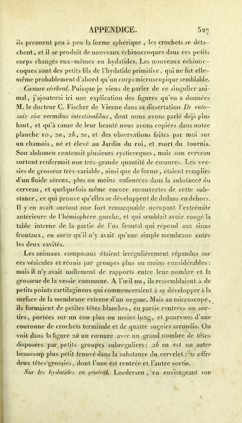 ils prennent peu à peu la forme sphérique , les crochets se déta- chent, et il se produit de nouveaux échinoccoques dans ces petits corps changés eux-mêmes en hydatides. Les nouveaux échinoc- coques sont des petits fils de l’hydatide primitive, qui ne fut elle- même probablement d’abord qu’un corps microscopique semblable. Cœnure cérébral. Puisque je viens de parler de ce singulier ani- mal, j’ajouterai ici une explication des figures qu’en a données M. le docteur C. Fischer de Vienne dans sa dissertation De ento— zois sue veimibus intestinalibus, dont nous avons parlé déjà plus haut, et qu’à cause de leur beauté nous avons copiées dans notre planche 10, 2«, 2b, 2e, et des observations faites par moi sur un chamois, né et élevé au Jardin du roi, et mort du tournis. Son abdomen contenait plusieurs cysticerques , mais son cerveau surtout renfermait une très-grande quantité de cœnures. Les ves- sies de grosseur très-variable, ainsi que de forme, é taient remplies d’un fluide séreux, plus ou moins enfoncées dans la substance du cerveau, et quelquefois même encore recouvertes de cette sub- stance, ce qui prouve qu’elles se développent de dedans en dehors. Il y en avait surtout une fort remarquable occupant l’extrémité antérieure de l’hémisphère gauche, et qui semblait avoir rongé la table interne de la partie de l’os frontal qui répond aux sinus frontaux, en sorte qu i! n’y avait qu’une simple membrane entre les deux cavités. Les animaux composans étaient irrégulièrement répandus sur ces vésicules et réunis par groupes plus ou moins considérables ; mais il n’y avait nullement de rapports entre leur nombre et la grosseur de la vessie commune. A l’œil nu, ils ressemblaient à de petits points cartilagineux qui commenceraient à se développer à la surface de la membrane externe d’un organe. Mais au microscope, ils formaient de petites tètes blanches, en partie rentrées ou sor- ties, portées sur un cou plus ou moins long, et pourvues d’une couronne de crochets terminale et de quatre suçoirs arrondis. On voit dans la figure 2a un cœnure avec un grand nombre de têtes disposées par petits groupes subréguliers ; 2b en est un autre beaucoup plus petit trouvé dans la substance du cervelet ; 2c offre deux têtes grossies, dont l’une est rentrée et l’autre sortie. Sur les hydatides en général. Luedersen , en envisageant son
