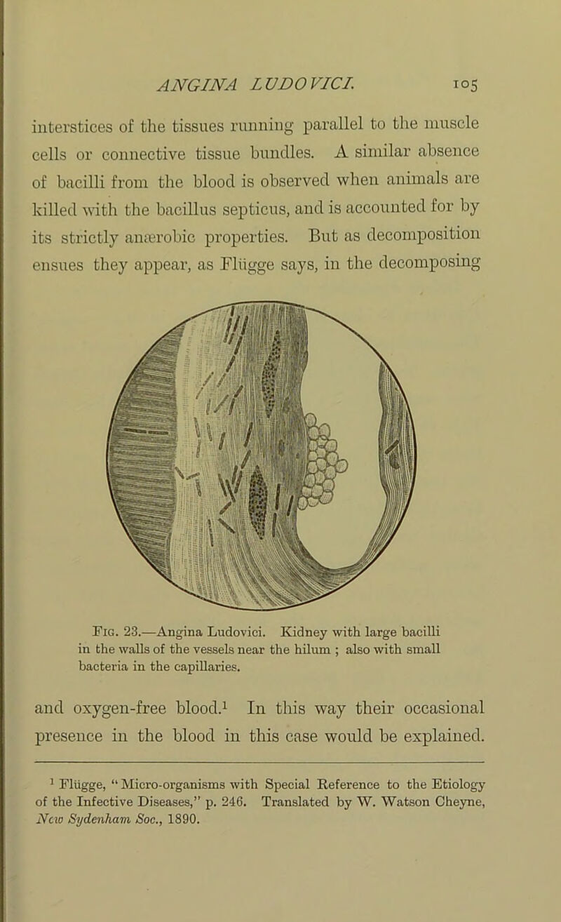 interstices of the tissues running parallel to the muscle cells or connective tissue bundles. A similar absence of bacilli from the blood is observed when animals are killed with the bacillus septicus, and is accounted for by its strictly anaerobic properties. But as decomposition ensues they appear, as Fliigge says, in the decomposing Pig. 23.—Angina Ludovici. Kidney with large bacilli in the walls of the vessels near the hilum ; also with small bacteria in the capillaries. and oxygen-free blood.1 In this way their occasional presence in the blood in this case would be explained. 1 Fliigge, “ Micro-organisms with Special Reference to the Etiology of the Infective Diseases,” p. 246. Translated by W. Watson Cheyne, New Sydenham Soc., 1890.