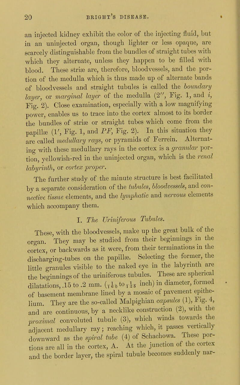 an injected kidney exhibit the color of the injecting fluid, but in an uninfected organ, though lighter or less opaque, are scarcely distinguishable from the bundles of straight tubes with which they alternate, unless they happen to be filled with blood. These striae are, therefore, bloodvessels, and the por- tion of the medulla which is thus made up of alternate bands of bloodvessels and straight tubules is called the boundary layer, or marginal layer of the medulla (2, Fig. 1, and i, Fig. 2). Close examination, especially with a low magnifying power, enables us to trace into the cortex almost to its border the bundles of striae or straight tubes which come from the papillae (1', Fig. 1, and PF, Fig. 2). In this situation they are called medullary rays, or pyramids of Ferrein. Alternat- ing with these medullary rays in the cortex is a granular por- tion, yellowish-red in the uninjected organ, which is the renal labyrinth, or cortex proper. The further study of the minute structure is best facilitated by a separate consideration of the tubules, bloodvessels, and con- nective tissue elements, and the lymphatic and nervous elements which accompany them. I. The Uriniferous Tubules. These, with the bloodvessels, make up the great bulk of the organ. They may be studied from their beginnings in the cortex, or backwards as it were, from their terminations in the discharging-tubes on the papillae. Selecting the former, the little granules visible to the naked eye in the labyrinth are the beginnings of the uriniferous tubules. These are spherical dilatations, .15 to .2 mm. {jh^ih inch) in diameter, formed of basement membrane lined by a mosaic of pavement epithe- lium. They are the so-called Malpighian capsules (1), Fig. 4, and are continuous, by a necklike construction (2), with the proximal convoluted tubule (3), which winds towards the adjacent medullary ray; reaching which, it passes vertically downward as the spiral tube (4) of Schachowa. These por- tions are all in the cortex, A. At the junction of the cortex and the border layer, the spiral tubule becomes suddenly nar-