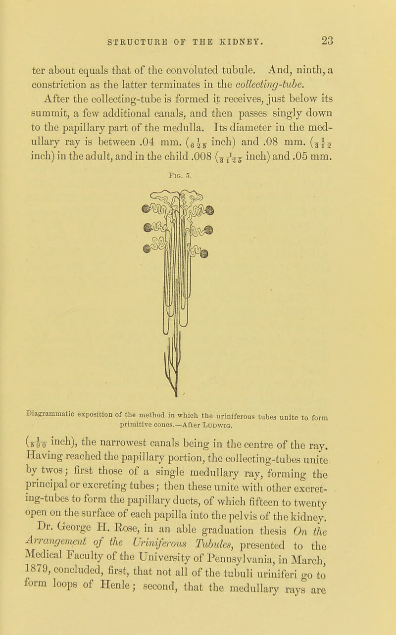 ter about equals that of the convoluted tubule. And, ninth, a constriction as the latter terminates in the collecting-tube. After the collecting-tube is formed it receives, just below its summit, a few additional canals, and then passes singly down to the papillary part of the medulla. Its diameter in the med- ullary ray is between .04 mm. (g^5 inch) and .08 mm. inch) in the adult, and in the child .008 (5 T\ g inch) and .05 mm. Fig. 5. Diagrammatic exposition of the method in which the uriniferous tubes unite to form primitive cones.—After Ludwig. (ts oo incn)> tlie narrowest canals being in the centre of the ray. Having reached the papillary portion, the collecting-tubes unite by twos; first those of a single medullary ray, forming the principal or excreting tubes; then these unite with other excret- iug-tubes to form the papillary ducts, of which fifteen to twenty open on the surface of each papilla into the pelvis of the kidney. Dr. George H. Rose, in an able graduation thesis On the Arrangement of the Uriniferous Tubules, presented to the Medical Faculty of the University of Pennsylvania, in March, 1879, concluded, first, that not all of the tubuli uriniferi go to form loops of Henle; second, that the medullary rays are