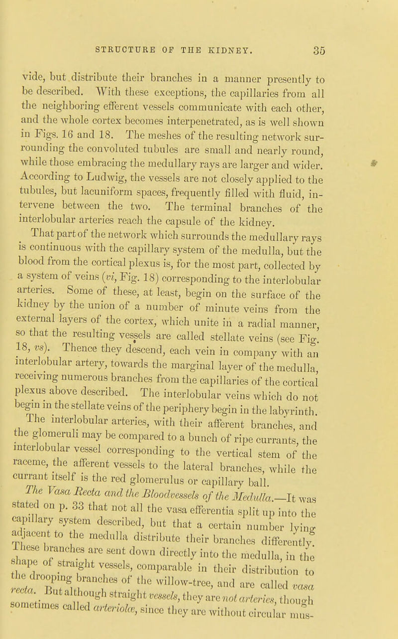 vide, but distribute their branches in a manner presently to be described. With these exceptions, the capillaries from all the neighboring efferent vessels communicate with each other, and the whole cortex becomes interpenetrated, as is well shown in Figs. 16 and 18. The meshes of the resulting network sur- rounding the convoluted tubules are small and nearly round, while those embracing the medullary rays are larger and wider. According to Ludwig, the vessels are not closely applied to the tubules, but lacuniforin spaces, frequently filled with fluid, in- tervene between the two. The terminal branches of the interlobular arteries reach the capsule of the kidney. That part of the network which surrounds the medullary rays is continuous with the capillary system of the medulla, but the blood from the cortical plexus is, for the most part, collected by a system of veins (vi, Fig. 18) corresponding to the interlobular arteries. Some of these, at least, begin on the surface of the kidney by the union of a number of minute veins from the external layers of the cortex, which unite iu a radial manner, so that the resulting vessels are called stellate veins (see Fig. 18, w). Thence they descend, each vein in company with an interlobular artery, towards the marginal layer of the medulla receiving numerous branches from the capillaries of the cortical plexus above described. The interlobular veins which do not begin in the stellate veins of the periphery begin in the labyrinth The interlobular arteries, with their afferent branches and the glomeruli may be compared to a bunch of ripe currants, the interlobular vessel corresponding to the vertical stem of the raceme, the afferent vessels to the lateral branches, while the currant itself is the red glomerulus or capillary ball The Vasa Recta and the Bloodvessels of the Medulla.-It was stated on p. 33 that not all the vasa efferentia split up into the capillary system described, but that a certain number lying adjacent to the medulla distribute their branches differently sW ofT \T d0W ***** int0 the -edulla, in the h I of straight vessels, comparable in their distribution to -booing ran h 0 ;hc wi]Iow„treej and are callwl recto Butalthough straights, they are noiarW, though sometimes called arterial*, since they arc without circular mus-