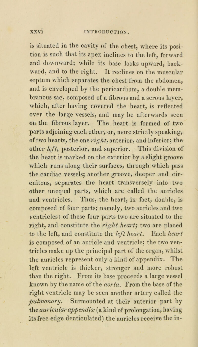 is situated in the cavity of the chesty where its posi- tion is such that its apex inclines to the left^ forward and downward; while its base looks upward^ back- ward^ and to the right. It reclines on the muscular septum which separates the chest from the abdomen, and is enveloped by the pericardium, a double mem- branous sac, composed of a fibrous and a serous layer, which, after having covered the heart, is reflected over the large vessels, and may be afterwards seen on the fibrous layer. The heart is formed of two parts adjoining each other, or, more strictly speaking, of two hearts, the one rights anterior, and inferior; the other leftj posterior, and superior. This division of the heart is marked on the exterior by a slight groove which runs along their surfaces, through which pass the cardiac vessels; another groove, deeper and cir- cuitous, separates the heart transversely into two other unequal parts, which are called the auricles and ventricles. Thus, the heart, in fact, double, is composed of four parts; namely, two auricles and two ventricles: of these four parts two are situated to the right, and constitute the 7'ight heart; two are placed to the left, and constitute the left heart. Each heart is composed of an auricle and ventricle; the two ven- tricles make up the principal part of the organ, whilst the auricles represent only a kind of appendix. The left ventricle is thicker, stronger and more robust than the right. From its base proceeds a large vessel known by the name of the aorta. From the base of the right ventricle may be seen another artery called the pulmonary. Surmounted at their anterior part by auricular appendix (a kind of prolongation, having its free edge denticulated) the auricles receive the in-
