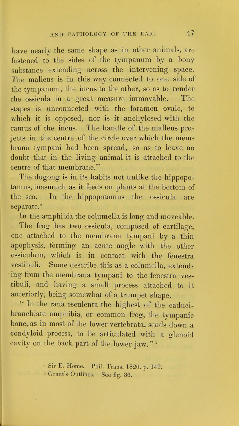 have nearly the same shape as in other animals, are fastened to the sides of the tympanum by a bony substance extending across the intervening space. The malleus is in this way connected to one side of the tympanum, the incus to the other, so as to render the ossicula in a great measure immovable. The stapes is unconnected with the foramen ovale, to which it is opposed, nor is it anchylosed with the ramus of the incus. The handle of the malleus pro- jects in the centre of the circle over which the mem- brana tympani had been spread, so as to leave no doubt that in the living animal it is attached to the centre of that membrane. The dugong is in its habits not unlike the hippopo- tamus, inasmuch as it feeds on plants at the bottom of the sea. In the hippopotamus the ossicula are separate. In the amphibia the columella is long and moveable. The frog has two ossicula, composed of cartilage, one attached to the membrana tympani by a thin apophysis, forming an acute angle with the other ossiculum, which is in contact with the fenestra vestibuli. Some describe this as a columella, extend- ing from the membrana tympani to the fenestra ves- tibuli, and having a small process attached to it anteriorly, being somewhat of a trumpet shape.  In the rana esculenta the highest of the caduci- branchiate amphibia, or common frog, the tympanic bone, as in most of the lower vertebrata, sends down a condyloid process, to be articulated with a glenoid cavity on the back part of the lower jaw. 2 Sir E. Home. Phil. Trans. 1820. p. 149. 3 Grant's Outlines. See fig. 36.