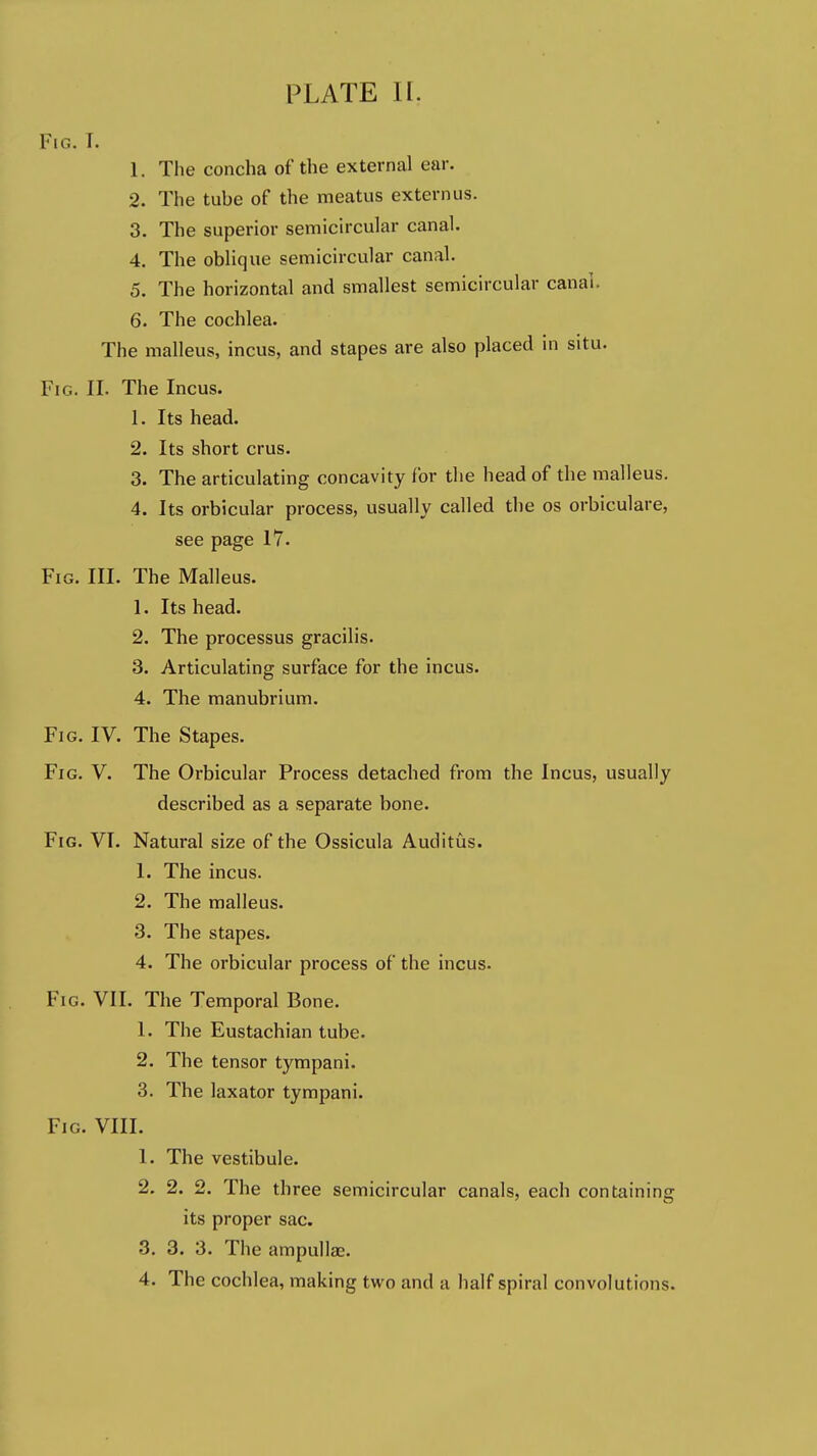 Fig. I. 1. The concha of the external ear. 2. The tube of the meatus externus. 3. The superior semicircular canal. 4. The oblique semicircular canal. 5. The horizontal and smallest semicircular canal. 6. The cochlea. The malleus, incus, and stapes are also placed in situ. Fig. II. The Incus. 1. Its head. 2. Its short crus. 3. The articulating concavity for the head of the malleus. 4. Its orbicular process, usually called the os orbiculare, see page 17. Fig. III. The Malleus. 1. Its head. 2. The processus gracilis. 3. Articulating surface for the incus. 4. The manubrium. Fig. IV. The Stapes. Fig. V. The Orbicular Process detached from the Incus, usually described as a separate bone. Fig. VT. Natural size of the Ossicula Auditus. 1. The incus. 2. The malleus. 3. The stapes. 4. The orbicular process of the incus. Fig. VII. The Temporal Bone. 1. The Eustachian tube. 2. The tensor tympani. 3. The laxator tympani. Fig. VIII. 1. The vestibule. 2. 2. 2. The three semicircular canals, each containing its proper sac. 3. 3. 3. The ampullae.