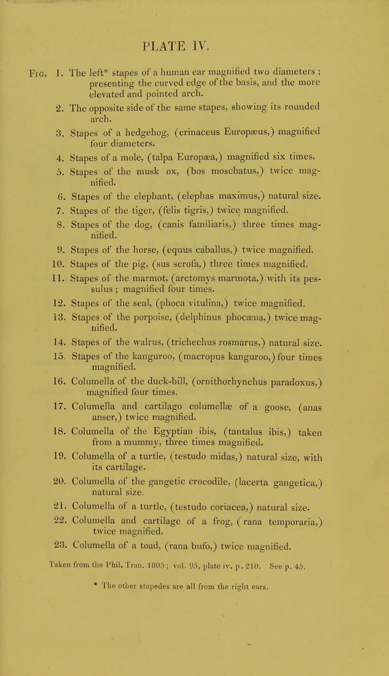 Fig. J • The left* stapes of a human ear magnified two diameters ; presenting the curved edge of the basis, and the more elevated and pointed arch. 2. The opposite side of the same stapes, showing its rounded arch. 3. Stapes of a hedgehog, (erinaceus Europaeus,) magnified four diameters. 4. Stapes of a mole, (talpa Europaea,) magnified six times. 5. Stapes of the musk ox, (bos moschatus,) twice mag- nified. 6. Stapes of the elephant, (elephas maximus,) natural size. 7. Stapes of the tiger, (felis tigris,) twice magnified. 8. Stapes of the dog, (canis familiaris,) three times mag- nified. 9. Stapes of the horse, (equus caballus,) twice magnified. 10. Stapes of the pig, (sus scrofa,) three times magnified. 11. Stapes of the marmot, (arctomys marmota,) with its pes- sulus ; magnified four times. 12. Stapes of the seal, (phoca vitulina,) twice magnified. 13. Stapes of the porpoise, (delphinus phocaena,) twice mag- nified. 14. Stapes of the walrus, (trichechus rosmarus,) natural size. 13. Stapes of the kanguroo, (macropus kanguroo,) four times magnified. 16. Columella of the duck-bill, (ornithorhynchus paradoxus,) magnified four times. 17. Columella and cartilago columellae of a goose, (anas anser,) twice magnified. 18. Columella of the Egyptian ibis, (tantalus ibis,) taken from a mummy, three times magnified. 19. Columella of a turtle, (testudo midas,) natural size, with its cartilage. 20. Columella of the gangetic crocodile, (lacerta gangetica,) natural size. 21. Columella of a turtle, (testudo coriacea,) natural size. 22. Columella and cartilage of a frog, (rana temporaria,) twice magnified. 23. Columella of a toad, (rana bufo,) twice magnified. Taken from tbe Fhil. Tran. 1805 ; vol. 95, plate iv. p. 210. See p. 45. • The other stapedes are all from the right ears.
