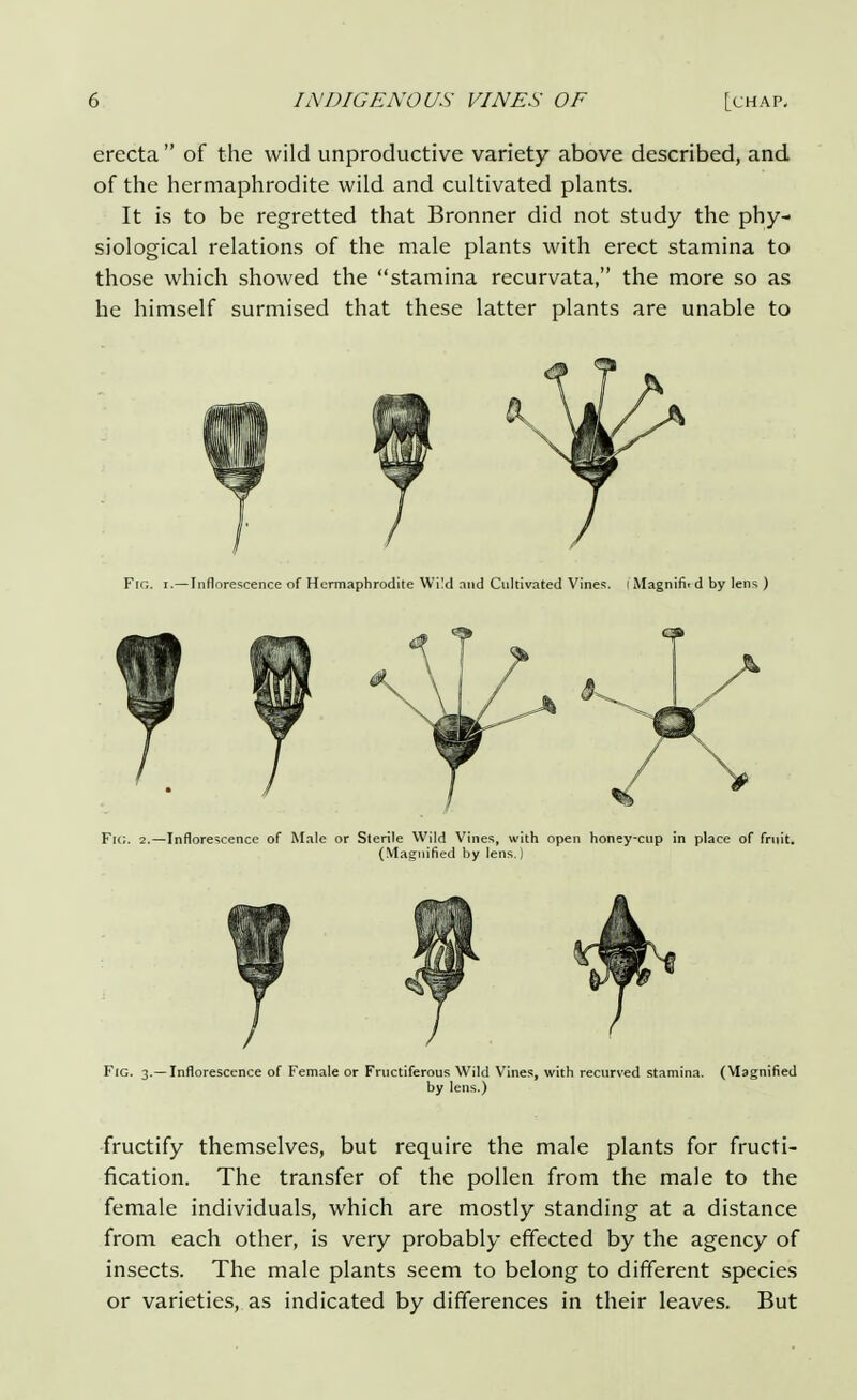 erecta  of the wild unproductive variety above described, and of the hermaphrodite wild and cultivated plants. It is to be regretted that Bronner did not study the phy- siological relations of the male plants with erect stamina to those which showed the stamina recurvata, the more so as he himself surmised that these latter plants are unable to Fig. z.—Inflorescence of Hermaphrodite Wi!d and Cultivated Vines. I Magnifir d by lens ) Fk;. 2.—Inflorescence of Male or Sterile Wild Vines, with open honey-cup in place of fruit. (Magnified by lens.) Fig. 3.—Inflorescence of Female or Fructiferous Wild Vines, with recurved stamina. (Magnified by lens.) fructify themselves, but require the male plants for fructi- fication. The transfer of the pollen from the male to the female individuals, which are mostly standing at a distance from each other, is very probably effected by the agency of insects. The male plants seem to belong to different species or varieties, as indicated by differences in their leaves. But