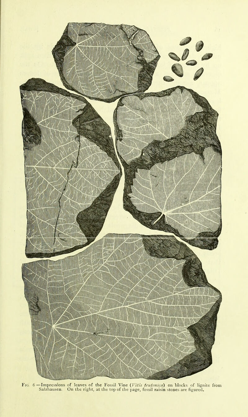 Fig 6—Impressions of leaves of the Fossil Vine (I'itis teulonica) on blocks of lignite from Salzhausen. On the right, at the top of the page, fossil raisin stones are figured.