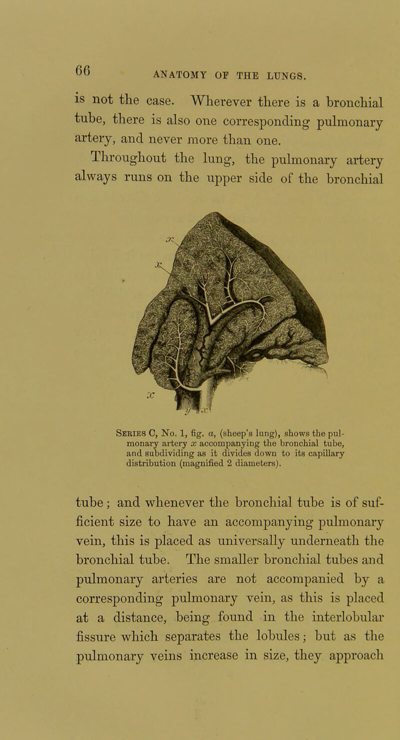 is not the case. Wherever there is a bronchial tube, there is also one corresponding pulmonary artery, and never more than one. Throughout the lung, the pulmonary artery always runs on the upper side of the bronchial Seeies C, No. 1, fig. a, (sheep's lung), shows the pul- monaiy artery x accompanying the bronchial tube, and subdividing as it divides down to its capillary distribution (magnified 2 diameters). tube; and whenever the bronchial tube is of suf- ficient size to have an accompanying pulmonary vein, this is placed as universally underneath the bronchial tube. The smaller bronchial tubes and pulmonary arteries are not accompanied by a corresponding pulmonary vein, as this is placed at a distance, being found in the interlobular fissure which separates the lobules; but as the pulmonary veins increase in size, they approach