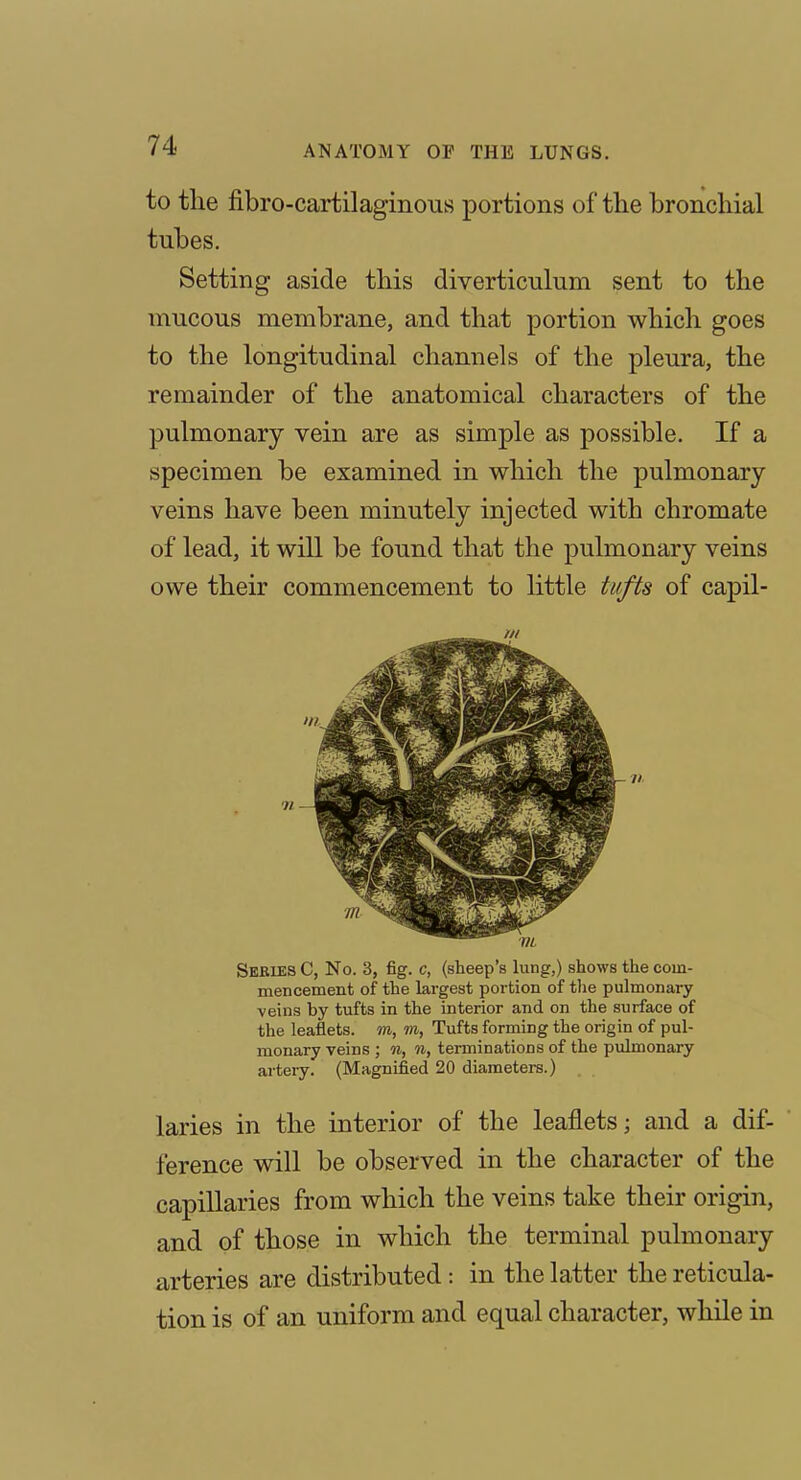 to the fibro-cartilaginous portions of the bronchial tubes. Setting aside this diverticulum sent to the mucous membrane, and that portion which goes to the longitudinal channels of the pleura, the remainder of the anatomical characters of the pulmonary vein are as simple as possible. If a specimen be examined in which the pulmonary- veins have been minutely injected with chromate of lead, it will be found that the pulmonary veins owe their commencement to little tufts of capil- Sebies C, No. 3, fig. c, (sheep's lung,) shows the com- mencement of the largest portion of the pulmonary veins by tufts in the interior and on the surface of the leaflets, m, wi, Tufts forming the origin of pul- monary veins ; 91, 11, terminations of the pulmonary artery. (Magnified 20 diameters.) laries in the interior of the leaflets; and a dif- ference will be observed in the character of the capillaries from which the veins take their origin, and of those in which the terminal pulmonary arteries are distributed: in the latter the reticula- tion is of an uniform and equal character, while in