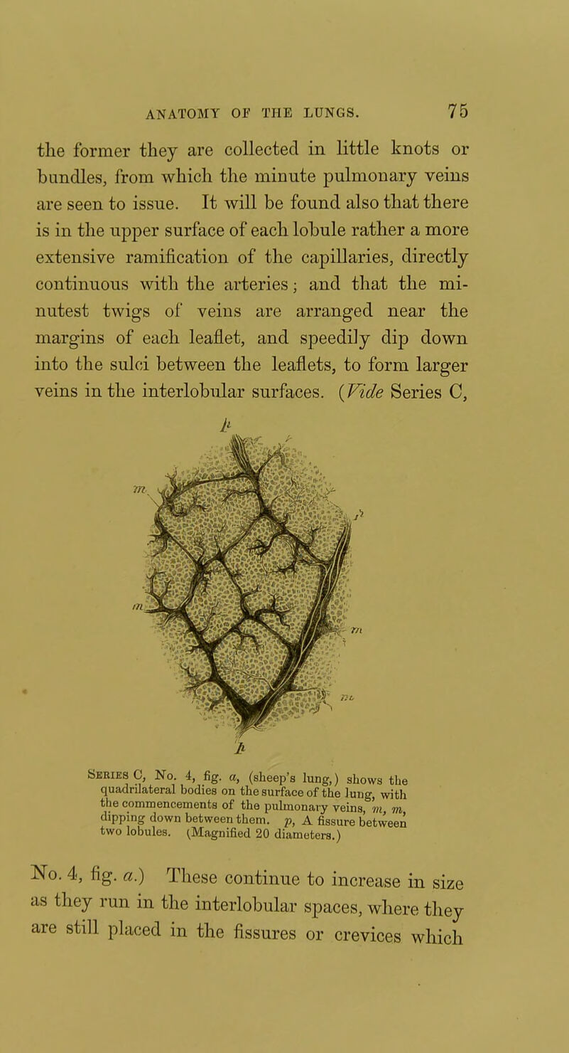 the former they are collected in little knots or bundles, from which the minute pulmonary veins are seen to issue. It will be found also that there is in the upper surface of each lobule rather a more extensive ramification of the capillaries, directly continuous with the arteries; and that the mi- nutest twigs of veins are arranged near the margins of each leaflet, and speedily dip down into the sulci between the leaflets, to form larger veins in the interlobular surfaces. (Vide Series C, Series C, No 4, fig. a, (sheep's lung,) shows the quadrilateral bodies on the surface of the lung, with the commencements of the pulmonary veins, 'm m dipping down between them, p, A fissure between two lobules. ^Magnified 20 diameters.) No. 4, fig. ^5!.) These continue to increase in size as they run in the interlobular spaces, where they are still placed in the fissures or crevices which