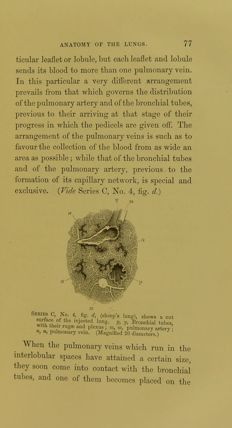 ticular leaflet or lobule, but each leaflet and lobule sends its blood to more than one pulmonary vein. In this particular a very different arrangement prevails from that which governs the distribution of the pulmonary artery and of the bronchial tubes, previous to their arriving at that stage of their progress in which the pedicels are given off. The arrangement of the pulmonary veins is such as to favour the collection of the blood from as wide an area as possible; while that of the bronchial tubes and of the pulmonary artery, previous. to the formation of its capillary network, is special and exclusive. {Vide Series C, No. 4, fig. d.) When the pulmonary veins which run in the interlobular spaces have attained a certain size, they soon come into contact with the bronchial tubes, and one of them becomes placed on the n m