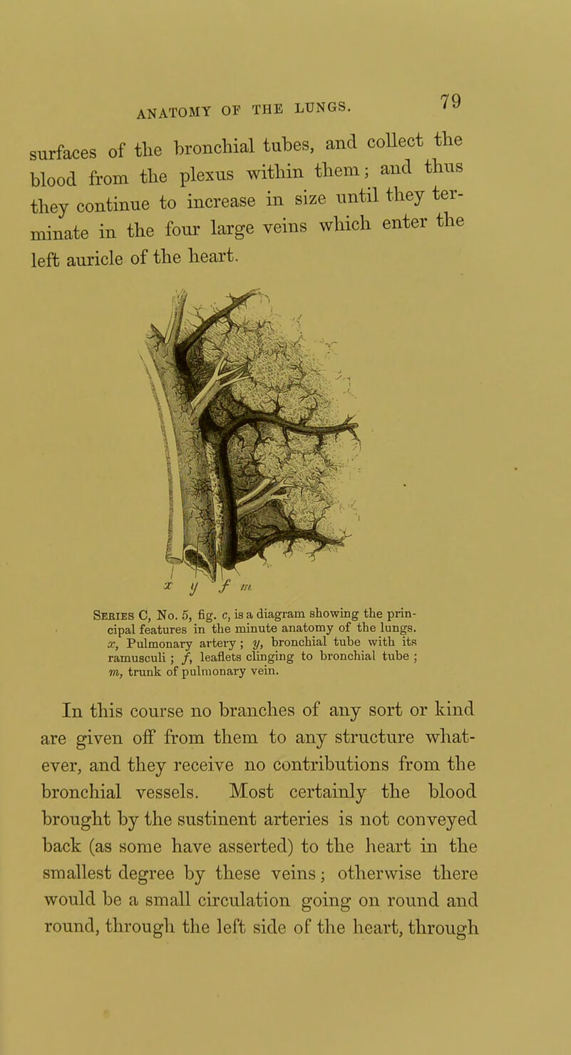 surfaces of tlie bronchial tubes, and collect the blood from the plexus within them; and thus they continue to increase in size until they ter- minate in the four large veins which enter the left auricle of the heart. Series C, No. 5, fig. c, is a diagram showing the prin- cipal features in the minute anatomy of the lungs. X, Pulmonary artery ; y, bronchial tube with its ramuscuh ; /, leaflets clinging to bronchial tube ; m, trunk of pulmonary vein. In this course no branches of any sort or kind are given off from them to any structure what- ever, and they receive no contributions from the bronchial vessels. Most certainly the blood brought by the sustinent arteries is not conveyed back (as some have asserted) to the heart in the smallest degree by these veins; otherwise there would be a small circulation going on round and round, through the left side of the heart, through