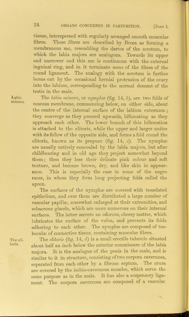 Labia minora. The cli- toris. tissue, interspersed with regularly arranged smooth muscular fibres. These fibres are described by Broca as forming a membranous sac, resembling the dartos of the scrotum, to which the labia majora are analogous. Towards its upper and narrower end this sac is continuous with the external inguinal ring, and in it terminate some of the fibres of the round ligament. The analogy with the scrotum is further borne out by the occasional hernial protrusion of the ovary into the labium, corresponding to the normal descent of the testis in the male. The labia minora, or nymphce (fig. 14, 5), are two folds of mucous membrane, commencing below, on either side, about the centre of the internal surface of the labium externum ; they converge as they proceed upwards, bifurcating as they approach each other. The lower branch of this bifurcation is attached to the clitoris, while the upper and larger unites with its fellow of the opposite side, and forms a fold round the clitoris, known as its prepuce (fig. 14, c). The nymphae are usually entirely concealed by the labia majora, but after childbearing and in old age they project somewhat beyond them; then they lose their delicate pink colour and soft texture, and become brown, dry, and like skin in appear- ance. This is especially the case in some of the negro races, in whom they form long projecting folds called the apron. The surfaces of the nym pine are covered with tesselated epithelium, and over them are distributed a large number of vascular papillaa, somewhat enlarged at their extremities, and sebaceous glands, which are more numerous on their internal surfaces. The latter secrete an odorous, cheesy matter, which lubricates the surface of the vulva, and prevents its folds adhering to each other. The nymphte are composed of tra- beculae of connective tissue, containing muscular fibres. The clitoris (fig. 14, cl) is a small erectile tubercle situated about half an inch below the anterior commissure of the labia majora. It is the analogue of the penis in the male, and is similar to it in structure, consisting of two corpora cavernosa, separated from each other by a fibrous septum. Tbe crura are covered by the ischio-cavernous muscles, which serve the same purpose as in the male. It has also a suspensory liga- ment. The corpora cavernosa are composed of a vascular