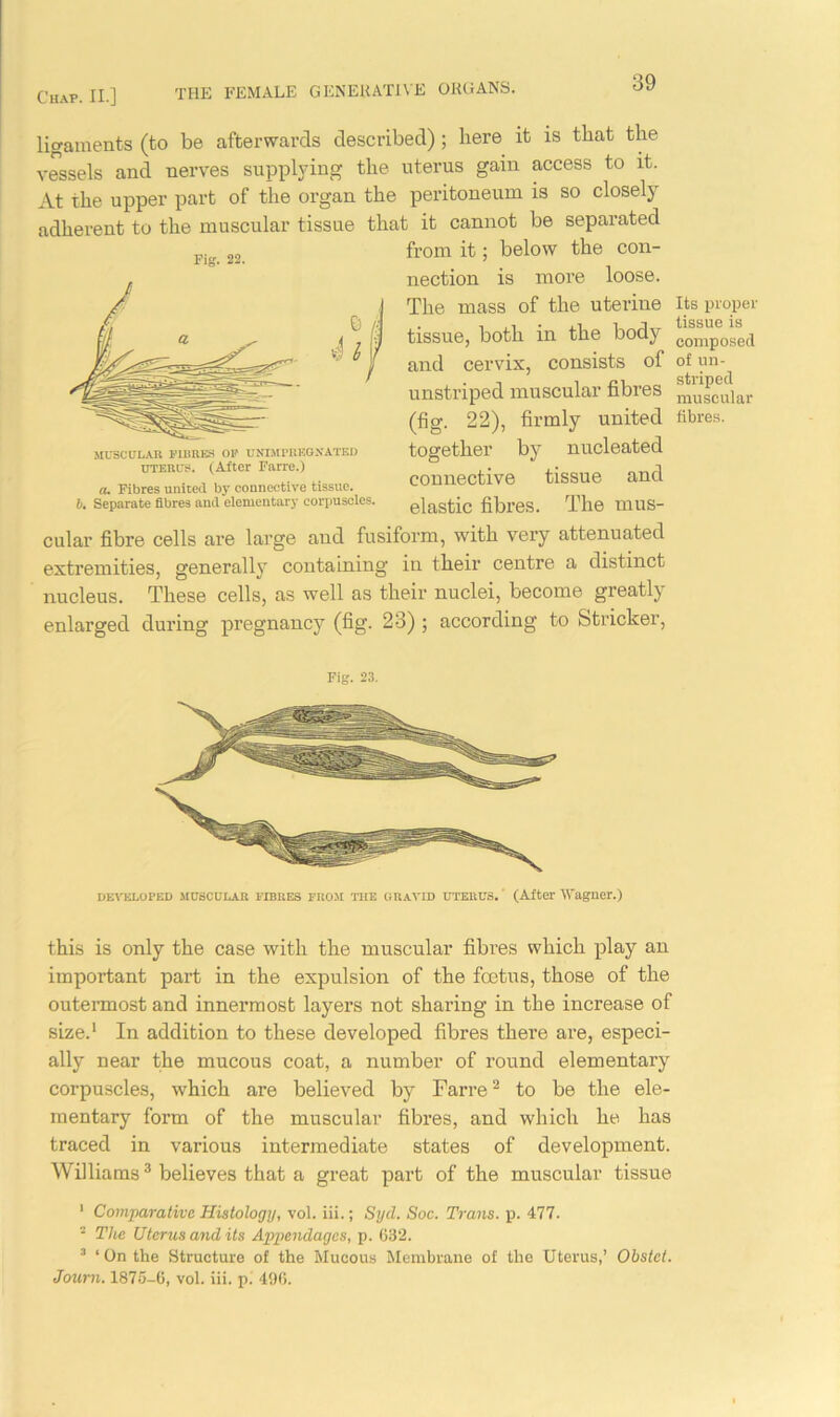 ligaments (to be afterwards described); liere it is that the vessels and nerves supplying the uterus gain access to it. At the upper part of the organ the peritoneum is so closely adherent to the muscular tissue that it cannot be separated from it; below the con- nection is more loose. The mass of the uterine Its proper tissue, both in the body compVsed and cervix, consists of of un- unstriped muscular fibres muscular (fig. 22), firmly united fibres, together by nucleated connective tissue and elastic fibres. The mus- cular fibre cells are large and fusiform, with very attenuated extremities, generally containing in their centre a distinct nucleus. These cells, as well as their nuclei, become greatly enlarged during pregnancy (fig. 23) ; according to Strieker, Fig. 22. MUSCULAR FIBRES OF UNIMPREGNATED uterus. (After Farre.) a. Fibres united by connective tissue. b. Separate fibres and elementary corpuscles. Fig. 23. DEVELOPED MUSCULAR FIBRES FROM THE GRAVID UTERUS. (After Wagner.) this is only the case with the muscular fibres which play an important part in the expulsion of the foetus, those of the outermost and innermost layers not sharing in the increase of size.1 In addition to these developed fibres there are, especi- ally near the mucous coat, a number of round elementary corpuscles, which are believed by Farre2 to be the ele- mentary form of the muscular fibres, and which he has traced in various intermediate states of development. Williams3 believes that a great part of the muscular tissue 1 Comparative Histology, vol. iii.; Syd. Soc. Trans, p. 477. - The Uterus and its Appendages, p. 632. 3 ‘On the Structure of the Mucous Membrane of the Uterus,’ Obstct. Joum. 1875-6, vol. iii. p. 496.