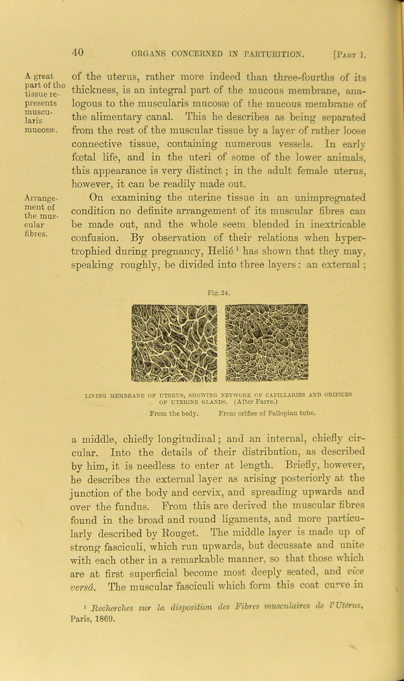 A great part of tho tissue re- presents niuscu- laris mueosffi. Arrange- ment of the mus- cular fibres. of the uterus, rather more indeed than three-fourths of its thickness, is an integral part of the mucous membrane, ana- logous to the muscularis mucosa3 of the mucous membrane of the alimentary canal. This he describes as being separated from the rest of the muscular tissue by a layer of rather loose connective tissue, containing numerous vessels. In early fetal life, and in the uteri of some of the lower animals, this appearance is very distinct; in the adult female uterus, however, it can be readily made out. On examining the uterine tissue in an unimpregnated condition no definite arrangement of its muscular fibres can be made out, and the whole seem blended in inextricable confusion. By observation of their relations when hyper- trophied during pregnancy, Helie1 has shown that they may, speaking roughly, be divided into three layers: an external; Fig.24. LINING MEMBRANE OF UTERUS, SHOWING NETWORK OF CAPILLARIES AND ORIFICES OF uterine glands. (After Farre.) From the body. From orifice of Fallopian tube. a middle, chiefly longitudinal; and an internal, chiefly cir- cular. Into the details of their distribution, as described by him, it is needless to enter at length. Briefly, however, he describes the external layer as arising posteriorly at the junction of the body and cervix, and spreading upwards and over the fundus. From this are derived the muscular fibres found in the broad and round ligaments, and more particu- larly described by Iiouget. The middle layer is made up of strong fasciculi, which run upwards, but decussate and unite with each other in a remarkable manner, so that those which are at first superficial become most deeply seated, and vice versa. The muscular fasciculi which form this coat curve in 1 Rcchcrchcs sur la disposition dcs Fibres musculaires do VUUrus, Paris, 1869.