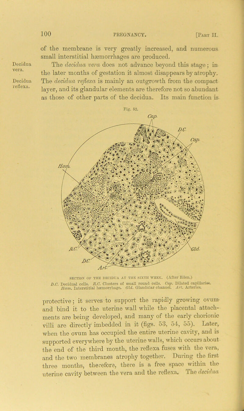 Decidua vera. Decidua reflexa. of the membrane is very greatly increased, and numerous small interstitial haemorrhages are produced. The decidua vera does not advance beyond this stage; in the later months of gestation it almost disappears by atrophy. The decidua reflexa is mainly an outgrowth from the compact layer, and its glandular elements are therefore not so abundant as those of other parts of the decidua. Its main function is Fig. 52. Cap- SECTION OI>' THE DECIDUA AT THE SIXTH WEEK. (After Eden.) D.C. Decidual cells. R.C. Clusters of small round cells. Cap. Dilated capillaries. Ilium. Interstitial haemorrhage. Old. Glandular channel. Art. Arteries. protective; it serves to support the rapidly growing ovum and bind it to the uterine wall while the placental attach- ments are being developed, and many of the early chorionic villi are directly imbedded in it (figs. 53, 54, 55). Later, when the ovum has occupied the entire uterine cavity, and is supported everywhere by the uterine walls, which occurs about the end of the third month, the reflexa fuses with the vera, and the two membranes atrophy together. During the first three months, therefore, there is a free space within the uterine cavity between the vera and the reflexa. The decidua