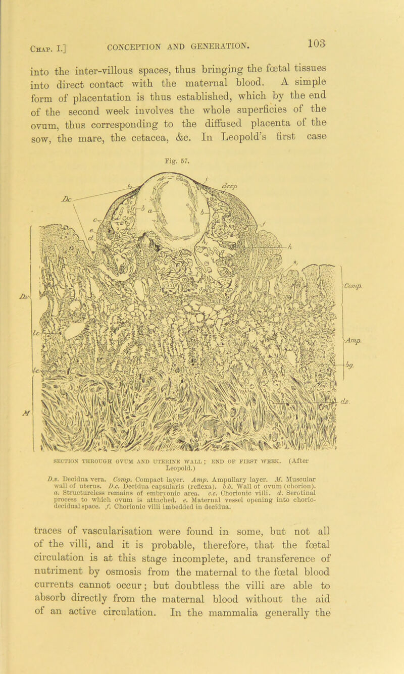 into the inter-villous spaces, thus bringing the foetal tissues into direct contact with the maternal blood. A simple form of placentation is thus established, which by the end of the second week involves the whole superficies of the ovum, thus corresponding to the diffused placenta of the sow, the mare, the cetacea, &c. In Leopold’s first case Pig. 57. SECTION THROUGH OVUM AND UTERINE WALL ; END OF FIRST WEEK. (After Leopold.) D.v. Decidua vera. Comp. Compact layer. Amp. Ampullary layer. M. Muscular wall of uterus. I).c. Decidua capsularis (rctlexa). b.b. Wall of ovum (chorion). a. Structureless remains of embryonic area. c.c. Chorionic villi. <t. Serotinal process to which ovum is attached, e. Maternal vessel opening into chorio- decidual space. /. Chorionic villi imbedded in decidua. traces of vascularisation were found in some, but not all of the villi, and it is probable, therefore, that the foetal circulation is at this stage incomplete, and transference of nutriment by osmosis from the maternal to the foetal blood currents cannot occur; but doubtless the villi are able to absorb directly from the maternal blood without the aid of an active circulation. In the mammalia generally the