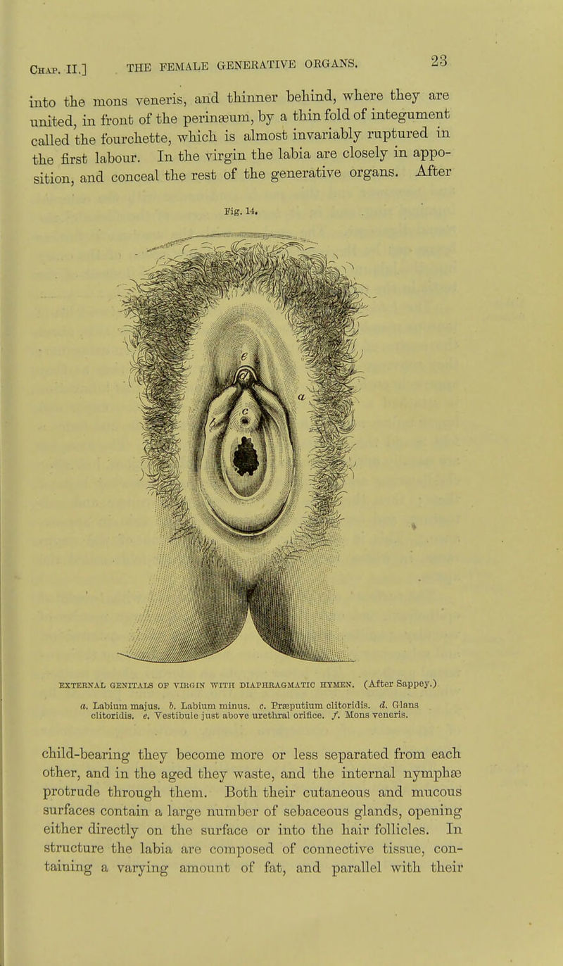into the mons veneris, and thinner behind, where they are united, in front of the perina3um, by a thin fold of integument called the fourchette, which is almost invariably ruptured in the first labour. In the virgin the labia are closely in appo- sition, and conceal the rest of the generative organs. After Fig. 14. EXTEnXAL GENITALS OP VIUOIN WITH DIAPHRAGMATIC HYMEN. (After SappBy.) a. Labium majus. 6. Labium minus, c. Prisputium clitoridis. d. Q lans olitoridis. e. Vestibule just aboye urethral orifice. /. Mons veneris. child-bearing they become more or less separated from each other, and in the aged they waste, and the internal nympha) protrude through them. Both their cutaneous and mucous surfaces contain a large number of sebaceous glands, opening either directly on the surface or into the hair follicles. In structure the labia are composed of connective tissue, con- taining a varying amount of fat, and parallel with their