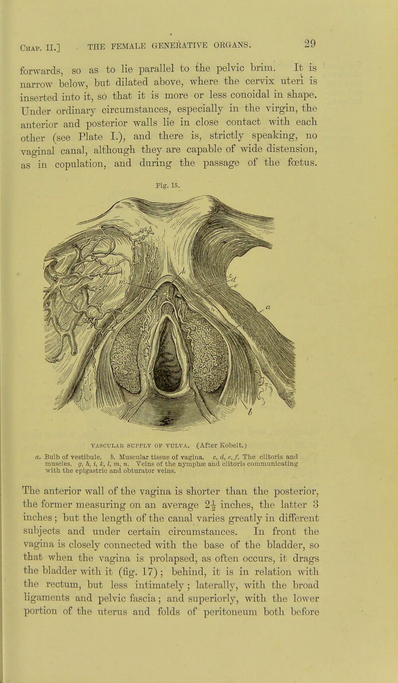 forwards, so as to lie parallel to tlie pelvic brim. It is narrow below, but dilated above, wbere tlie cervix uteri is inserted into it, so that it is more or less conoidal in shape. Under ordinary circumstances, especially in the virgin, the anterior and posterior walls lie in close contact with each other (see Plate I.), and there is, strictly speaking, no vaginal canal, although they are capable of wide distension, as in copulation, and during the passage of the foetus. Mg. 15. VASCULAR SUPPLY OF VULVA. (After Kobelt.) a. Bulb of vestibule. &. Muscular tissue of vagina. c,cl,e,f. The clitoris and muscles, gr, h, i, k, I, m, n. Veins of the nymphre and clitoris communicating with the epigastric and obturator veins. The anterior wall of the vagina is shorter than the posterior, the former measuring on an average 2-^ inches, the latter 3 inches; but the length of the canal varies greatly in different subjects and under certain circumstances. In front the vagina is closely connected with the base of the bladder, so that when the vagina is prolapsed, as often occurs, it drags the bladder with it (fig. 17); behind, it is in relation with the rectum, but less intimately ; laterally, with the broad ligaments and pelvic fascia; and superiorly, with the lower portion of the uterus and folds of peritoneum both before