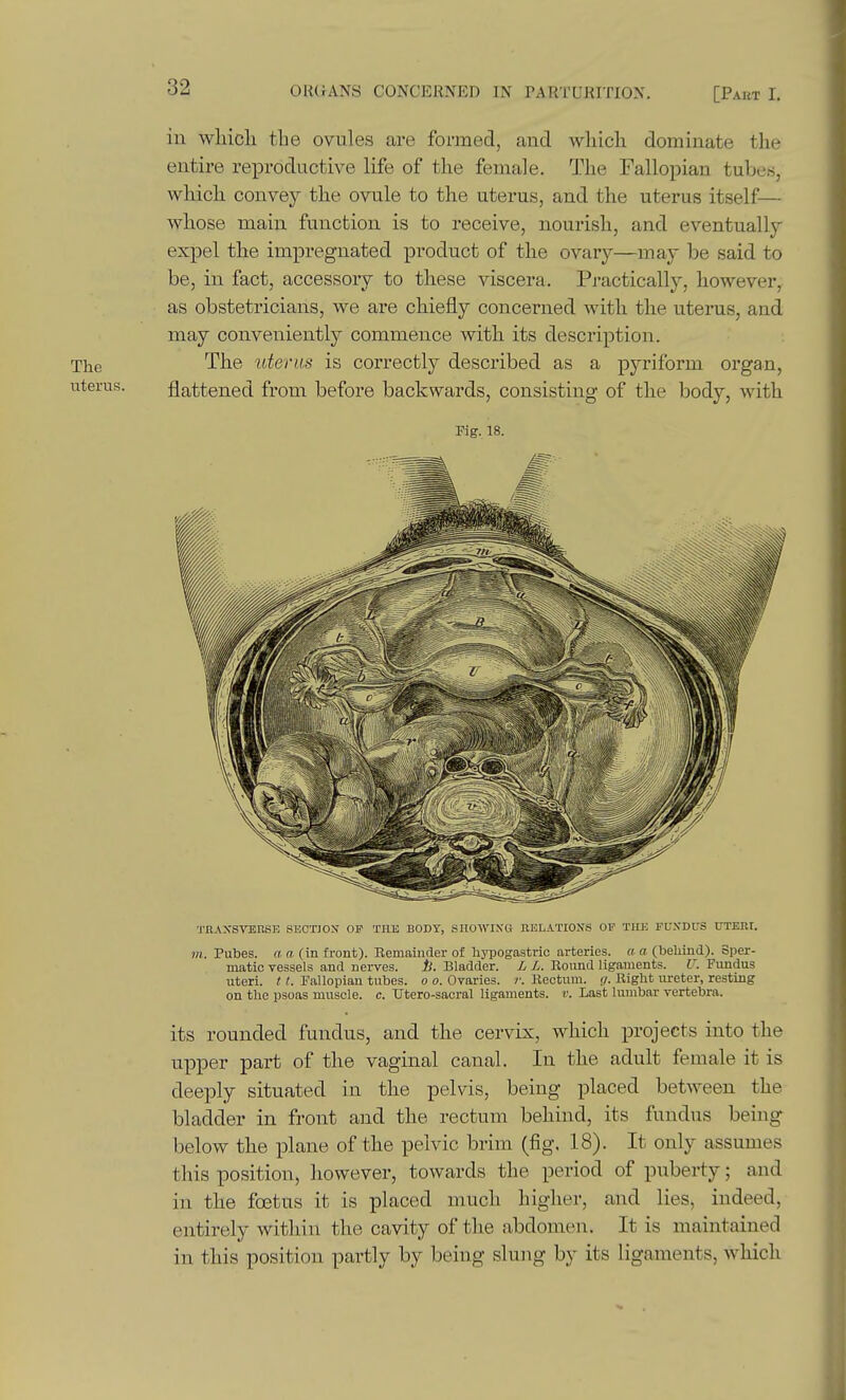 in wliicli the ovules are formed, and which dominate the entire reproductive life of the female. The Fallopian tubes, which convey the ovule to the uterus, and the uterus itself— whose main function is to receive, nourish, and eventually expel the impregnated product of the ovary—may be said to be, in fact, accessory to these viscera. Practically, however, as obstetricians, we are chiefly concerned with the uterus, and may conveniently commence with its description. The uterus is correctly described as a pyriform organ, flattened from before backwards, consisting of the body, with Fig. 18. TIIAXSTOBSE SECTJON OF THE BODY, SHOWING RELATIONS OP THE FL'.VDrS UTERI. m. Pubes. a a (in front). Eemaiiirler of hypogastric arteries, a a. (beliind). Sper- matic vessels and nerves. li. Bladder. L L. Round ligaments. U. Fundus uteri. 11. Fallopian tubes, o o. Ovaries, r. Rectum, g. Right lu-eter, resting on the psoas muscle, c. 'Utero-sacral ligaments, v. Last lumbar vertebra. its rounded fundus, and the cervix, which projects into the upper part of the vaginal canal. In the adult female it is deeply situated in the pelvis, being placed between the bladder in front and the rectum behind, its fundus being below the plane of the pelvic brim (fig. 18). It only assumes this position, however, towards the period of puberty; and in the foetus it is placed much higher, and lies, indeed, entirely within the cavity of the abdomen. It is maintained in this position partly by being slung by its ligaments, which