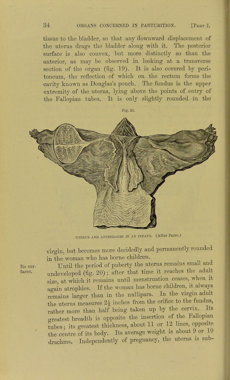 Its sur- faces. tissue to the bladder, so that any downward displacement of the uterus drags the bladder along with it. The posterior surface is also convex, but more distinctly so than the anterior, as may be observed in looking at a transverse section of the organ (fig. 19). It is also covered by peri- toneum, the reflection of which on the rectum forms the cavity known as Douglas's pouch. The fundus is the upper extremity of the uterus, lying above the points of entry of the Fallopian tubes. It is only slightly rounded in the Fig. 20. UTEllUS AND APPENDAGES IN AN INFANT. (After ParrC.) virgin, but becomes more decidedly and permanently rounded in the woman who has borne children. Until the period of puberty the uterus remains small and undeveloped (fig. 20) ; after that time it reaches the adult size at which it remains until menstruation ceases, when it again atrophies. If the woman has borne children, it always remains larger than in the nullipara. In the virgin adult the uterus measures 2^ inches from the orifice to the fundus, rather more than half being taken up by the cervix. Its greatest breadth is opposite the insertion of the Fallopian tubes; its greatest thickness, about 11 or 12 lines, opposite the centre of its body. Its average weight is about 9 or 10 drachms. Independently of pregnancy, the uterus is sub-