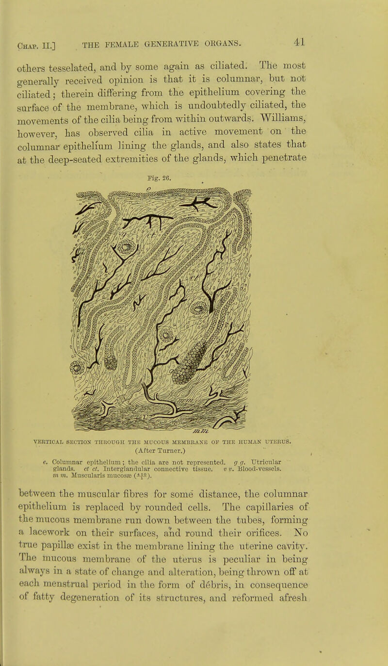 others tesselated, and by some again as ciliated. Tile most generally received opinion is that it is columnar, but not ciliated; therein differing from the epithelium covering the surface of the membrane, which is undoubtedly ciliated, the movements of the cilia being from within outwards. Williams, however, has observed cilia in active movement on the columnar epithelium lining the glands, and also states that at the deep-seated extremities of the glands, which penetrate Pig. 26. VERTICAL SECllON THROUGU THK MUCOUS MEMBnA^'[5 OF THE HUMAN UTERUS. (After Turner.) e. Columnar epithelium; the cilia are not represented, g g. Utricular glands, ct cl. Interglandular connective tissue. v v. Blood-vessels. m m. Muscularis mucosas (-{—). between the muscular fibres for some distance, the columnar epithelium is replaced by rounded cells. The capillaries of the mucous membrane run down between the tubes, forming a lacework on their surfaces, and round their orifices. No true papillte exist in the membrane lining the uterine cavity. The mucous membrane of the uterus is peculiar in being always in a state of change and alteration, being thrown off at each menstrual period in the form of debris, in consequence of fatty degeneration of its structures, and reformed afresh