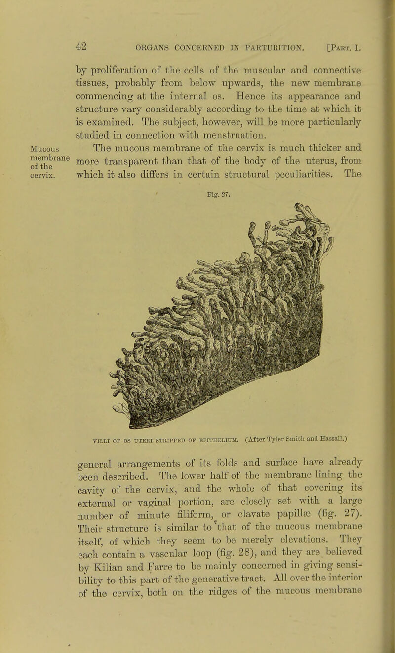 by proliferation of the cells of the muscular and connective tissues, probably from below upwards, the new membrane commencing at the internal os. Hence its appearance and structure vary considerably according to the time at which it is examined. The subject, however, will be more particularly studied in connection with menstruation. Mucous The mucous membrane of the cervix is much thicker and SXe^^^ more transparent than that of the body of the uterus, from cervix. which it also differs in certain structural peculiarities. The rig. 27. VILLI OP OS UTBBI STBiprED OP EPiTHBLiuit. (Alter Tyler Smith and Hassall.) general arrangements of its folds and surface have already been described. The lower half of the membrane lining the cavity of the cervix, and the whole of that covering its external or vaginal portion, are closely set with a large number of minute filiform, or clavate papillas (fig. 27). Their structure is similar to*that of the mucous membrane itself, of which they seem to be merely elevations. They each contain a vascular loop (fig. 28), and they are believed by Kilian and Farre to be mainly concerned in giving sensi- bility to this part of the generative tract. All over the interior of the cervix, both on the ridges of the mucous membrane 4