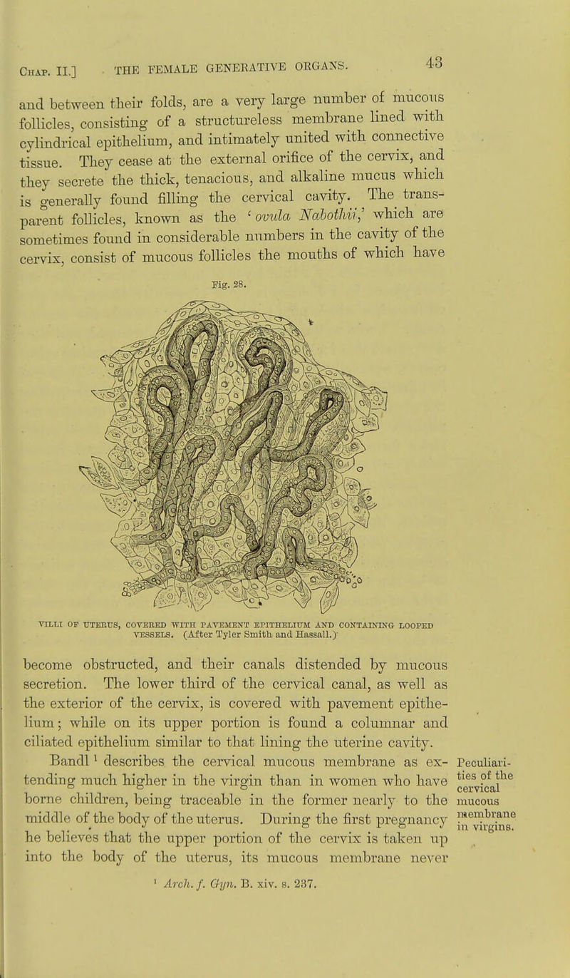and between tlieir folds, are a very large number of mucous follicles, consisting of a structureless membrane lined with cylindrical epithelium, and intimately united with connective tissue. They cease at the external orifice of the cervix, and they secrete the thick, tenacious, and alkaline mucus which is generally found filling the cervical cavity. The trans- parent follicles, known as the ' ovula NahothU; which are sometimes found in considerable numbers in the cavity of the cervix, consist of mucous follicles the mouths of which have Kg. 28. VILLI OF UTKRUS, COVERED WITH PAVEMENT EPITHELIUM AND CONTAINING LOOPED ATSSSELS. (After Tyler Smitli and Hassall.)- become obstructed, and their canals distended by mucous secretion. The lower third of the cervical canal, as well as the exterior of the cervix, is covered with pavement epithe- lium; while on its upper portion is found a columnar and ciliated epithelium similar to that lining the uterine cavity. Bandl ^ describes the cervical mucous membrane as ex- tending much higher in the virgin than in women who have borne children, being traceable in the former nearly to the mucous middle of the body of the uterus. During the first pregnancy l^'^y^jl^g^^g*^ he believes that the upper portion of the cervix is taken up into the body of the uterus, its mucous membrane never ' Arch. f. Oyn. B. xiv. s. 237. Peculiari- ties of the cervical