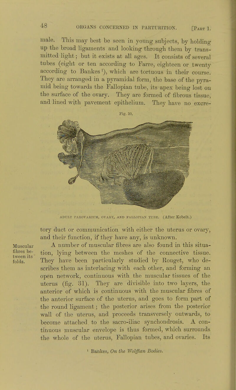 [Part 1. Muscular fibres be- tween its ■ folds. male. This may best be seen in young subjects, by holding up the broad ligaments and looking through them by trans- mitted light; but it exists at all ages. It consists of several tubes (eight or ten according to Farre, eighteen or twenty according to Bankes'), which are tortuous in their course. They are arranged in a pyramidal form, the base of the pyra- mid being towards the Fallopian tube, its apex being lost on the surface of the ovary. They are formed of fibrous tissue, and lined with pavement epithelium. They have no excre- Fig. 30. ADULT rAUOVARIUM, C^'ARV, AND FALLOPIAX TUBE. (After Kobelt.) tory duct or communication with either the uterus or ovary, and their function, if they have any, is unknown. A number of muscular fibres are also found in this situa- tion, lying between the meshes of the connective tissue. They have been particularly studied by Rouget, who de- scribes them as interlacing with each other, and forming an open network, continuous with the muscular tissues of the uterus (fig. 31). They are divisible into two layers, the anterior of which is continuous with the muscular fibres of the anterior surface of the uterus, and goes to form part of the round ligament; the posterior arises from the posterior wall of the uterus, and proceeds transversely outwai'ds, to become attached to the sacro-iliac synchondrosis. A con- tinuous miiscular envelope is thus formed, which surrounds the whole of the uterus, Fallopian tubes, and ovaries. Its ' Bankes, On the Wolffian Bodies.