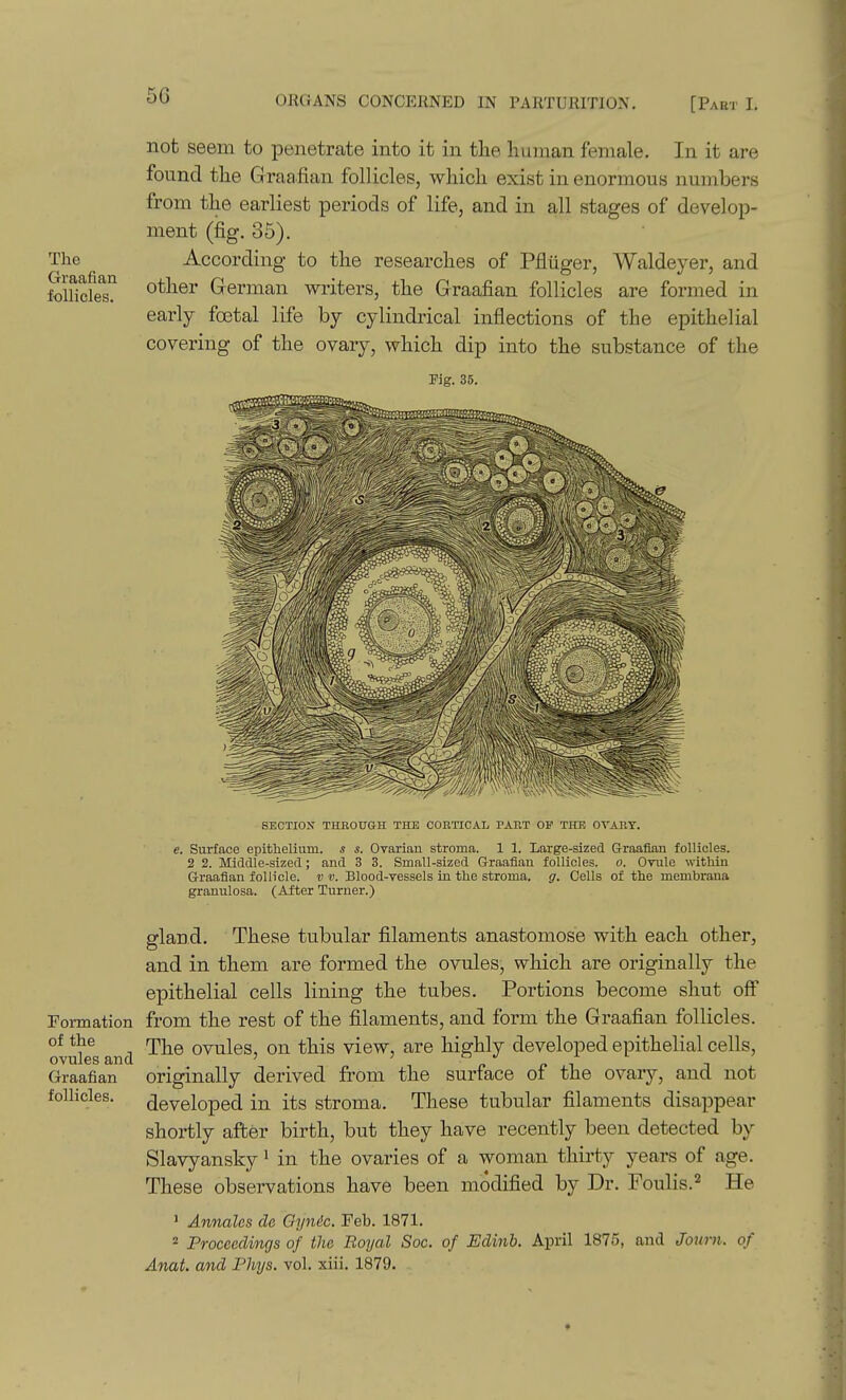not seem to penetrate into it in the human female. In it are found the Graafian follicles, which exist in enormous numbers from the earliest periods of life, and in all stages of develop- ment (fig. 35), The According to the researches of Pfliiger, Waldeyer, and folHcfeT German writers, the Graafian follicles are formed in early foetal life by cylindrical inflections of the epithelial covering of the ovary, which dip into the substance of the Fig. 35. SECTIOX THEOUaH THE COBTICAL PAET OF THE OVARY. e. Surface epithelium, s s. Ovarian stroma. 1 1. Large-sized Graafian follicles. 2 2. Middle-sized; and 3 3. Small-sized G-raafian follicles, o. Ovule within Graafian follicle, v v. Blood-vessels in the stroma, g. Cells of the membrana granulosa. (After Turner.) gland. These tubular filaments anastomose with each other, and in them are formed the ovules, which are originally the epithelial cells lining the tubes. Portions become shut off Formation from the rest of the filaments, and form the Graafian follicles. of the rj\^ ovules, on this view, are highly developed epithelial cells, ovules and ' ' n ^ i Graafian originally derived from the surface ot the ovary, and not folhcles. developed in its stroma. These tubular filaments disappear shortly after birth, but they have recently been detected by Slavyansky ^ in the ovaries of a woman thirty years of age. These observations have been modified by Dr. Foulis.^ He ' AnnaUs de Gyndc. Feb. 1871. 2 Proceedings of the Royal Sac. of Edinh. April 1875, and Journ. of Anat. and Pliys. vol. xiii. 1879.