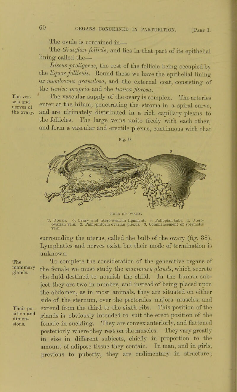 ves- The sels and nerves of the ovary. The ovule is contained in— The Q^mafian follicle, and lies in that part of its epithelial lining called the— Disms p'oUgerus, the rest of the follicle being occupied l)y the liqitor folliculi. Round these we have the epithelial lining or memhrana granulosa, and the external coat, consisting of the tunica p'opria and the tunica fibrosa. The vascular supply of the ovary is complex. The arteries enter at the hilum, penetrating the stroma in a spiral curve, and are ultimately distributed in a rich capillary plexus to the follicles. The large veins unite freely with each other, and form a vascular and erectile plexus, continuous with that Mg. 38. The BULB OF OVARY. u. Uterus, o. Ovary and utero-ovarian ligament, r. Fallopian tube. 1. tJtero- ovarian vein. 2. Pampiniform ovarian plexus. 3. Commencement of spermatic vein. surrounding the uterus, called the bulb of the ovary (fig. 38). Lymphatics and nerves exist, but their mode of termination is unknown. To complete the consideration of the generative organs of rnammary female we must study the mammarii qlancls, which secrete the fluid destined to nourish the child. In the human sub- ject they are two in number, and instead of being placed upon the abdomen, as in most animals, they are situated on either side of the sternum, over the pectorales majora muscles, and extend from the third to the sixth ribs. This position of the glands is obviously intended to suit the erect position of the female in suckling. They are convex anteriorly, and flattened posteriorly where they rest on the muscles. They vary greatly in size in different subjects, chiefly in proportion to the amount of adipose tissue they contain. In man, and in girls, previous to puberty, they are rudimentary in structure; Their po- sition and dimen- sions.