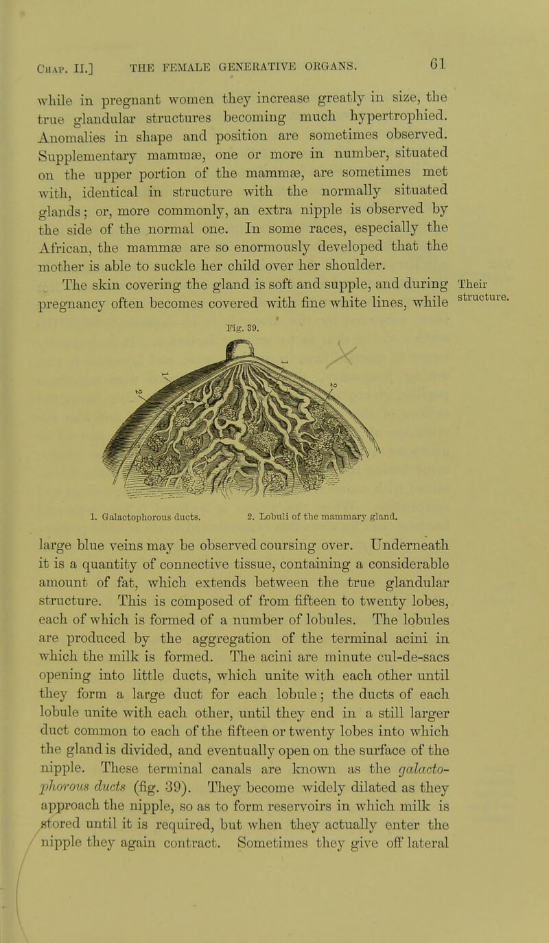 while in pregnant women they increase greatly in size, the true glanduhT,r structures becoming much hypertrophied. Anomalies in shape and position are sometimes observed. Supplementary mammts, one or more in number, situated on the upper portion of the mammae, are sometimes met with, identical in structure with the normally situated glands; or, more commonly, an extra nipple is observed by the side of the normal one. In some races, especially the African, the mammee are so enormously developed that the mother is able to suckle her child over her shoulder. The skin covering the gland is soft and supple, and during Their pregnancy often becomes covered with fine white lines, while Fig. 39. 1. Galactophorous ducts. 2. Lobuli of the mammary gland. large blue veins may be observed coursing over. Underneath it is a quantity of connective tissue, containing a considerable amount of fat, which extends between the true glandular structure. This is composed of from fifteen to twenty lobes, each of which is formed of a number of lobules. The lobules are produced by the aggregation of the terminal acini in which the milk is formed. The acini are minute cul-de-sacs opening into little ducts, which unite with each other until they form a large duct for each lobule; the ducts of each lobule unite with each other, until they end in a still larger duct common to each of the fifteen or twenty lobes into which the gland is divided, and eventually open on the surface of the nipple. These terminal canals are known as the galacto- phorous ducts (fig. 39). They become widely dilated as they approach the nipple, so as to form reservoirs in which milk is ^stored until it is required, but when they actually'- enter the ^ nipple they again contract. Sometimes they give off lateral