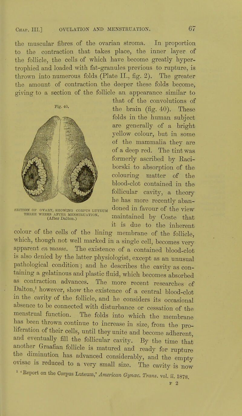 the muscular fibres of the ovarian stroma. In proportion to the contraction that takes place, the inner layer of the follicle, the cells of which have become greatly hyper- trophied and loaded with fat-granules previous to rupture, is thrown into numerous folds (Plate II., fig. 2). The greater the amount of contraction the deeper these folds become, giving to a section of the follicle an appearance similar to that of the convolutions of the brain (fig. 40). These folds in the human subject are generally of a bright yellow colour, but in some of the mammalia they are of a deep red. The tint was formerly ascribed by Eaci- borski to absorption of the colouring matter of the blood-clot contained in the follicular cavity, a theory he has more recently aban- sEcnoN OF OVARY, SHOWING CORPUS LIITE0M clouod lu favour of the vlew ™e wee™k^™.atiok. jnaintained by Ooste that it is due to the inherent colour of the cells of the lining membrane of the follicle, which, though not well marked in a single cell, becomes very apparent en masse. The existence of a contained blood-clot is also denied by the latter physiologist, except as an unusual pathological condition; and he describes the cavity as con- taining a gelatinous and plastic fluid, which becomes absorbed as contraction advances. The more recent researches of Dalton,' however, show the existence of a central blood-clot m the cavity of the follicle, and he considers its occasional absence to be connected with disturbance or cessation of the menstrual function. The folds into which the membrane has been thrown continue to increase in size, from the pro- liferation of their cells, until they unite and become adherent and eventually fill the follicular cavity. By the time that another Graafian follicle is matured and ready for rupture the diminution has advanced considerably, and the empty ovisac is reduced to a very small size. The cavity is now ' 'Eeport on the Corpus Luteum,' American Gyncec. Trans, vol. ii. 1878. F 2
